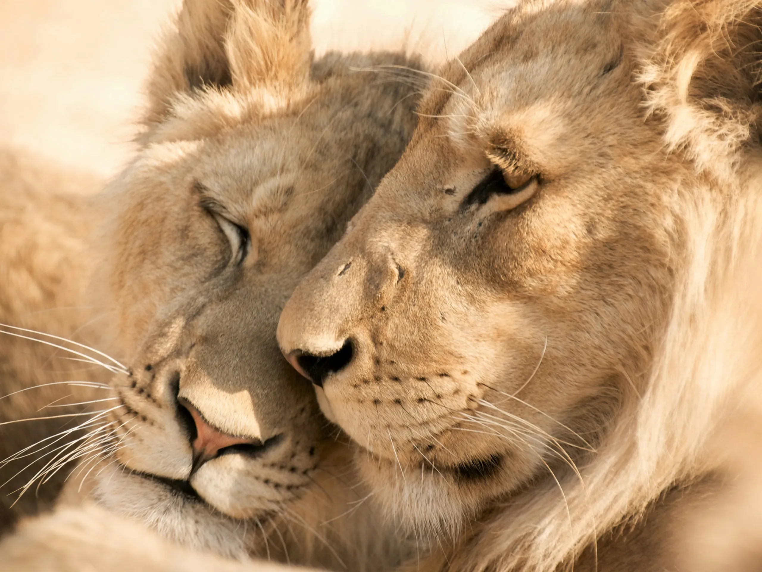 Two lions nuzzling their faces together in a tender close-up