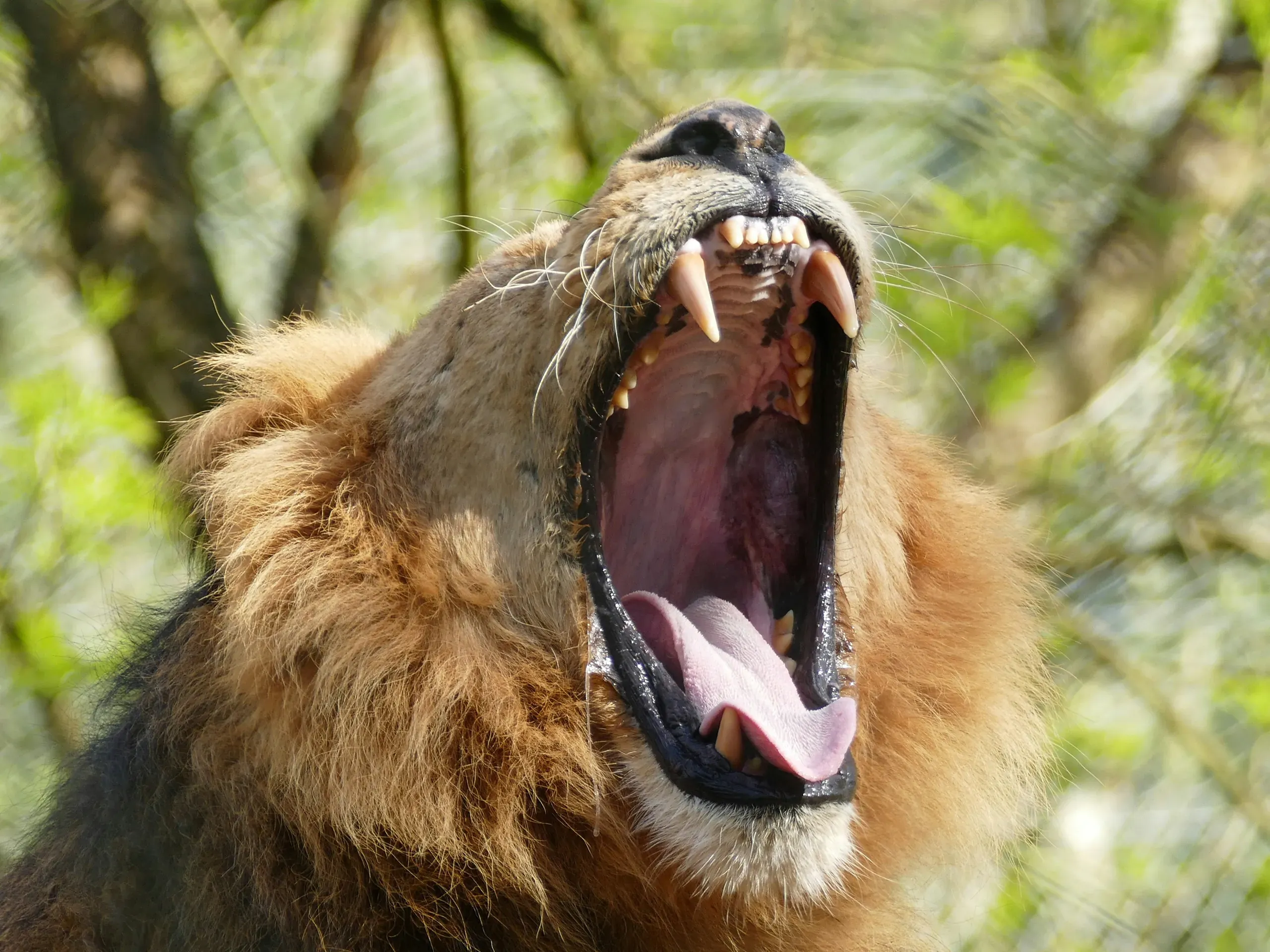 Male lion yawning with mouth wide open, showing large canine teeth against green foliage