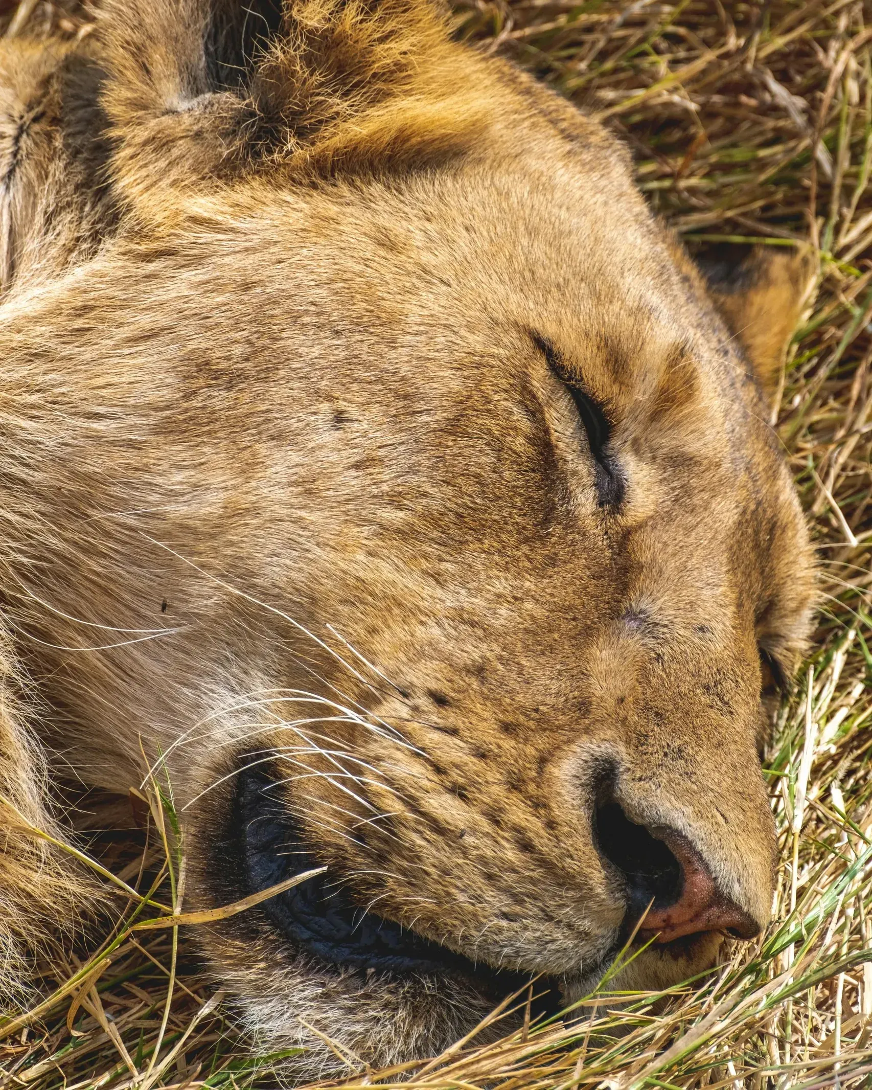 Extreme close-up of a young lion's face sleeping peacefully in dry grass, eyes shut, whiskers and nose filling the frame