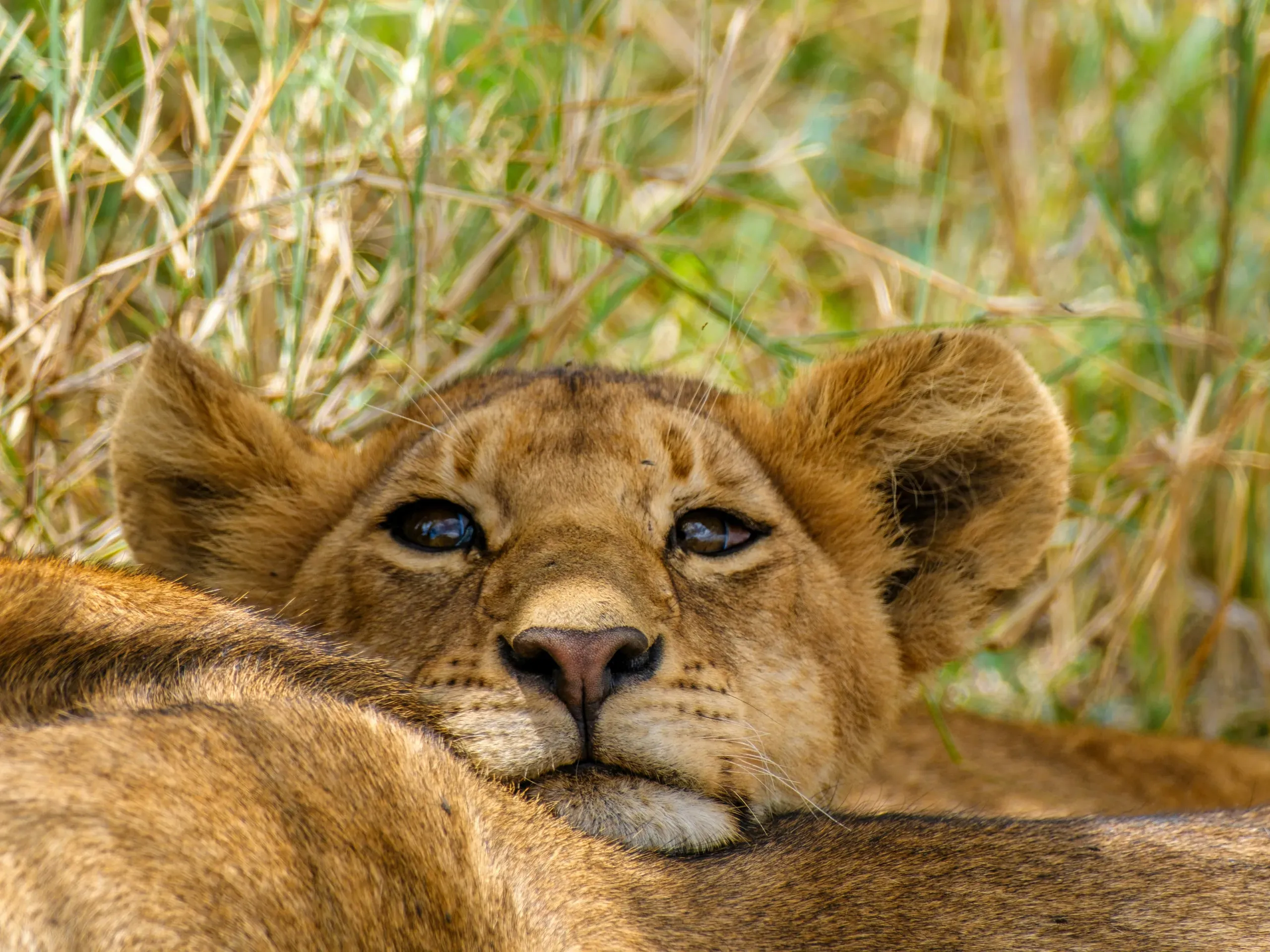 Lion cub resting its chin on another lion's back, gazing sleepily at the camera
