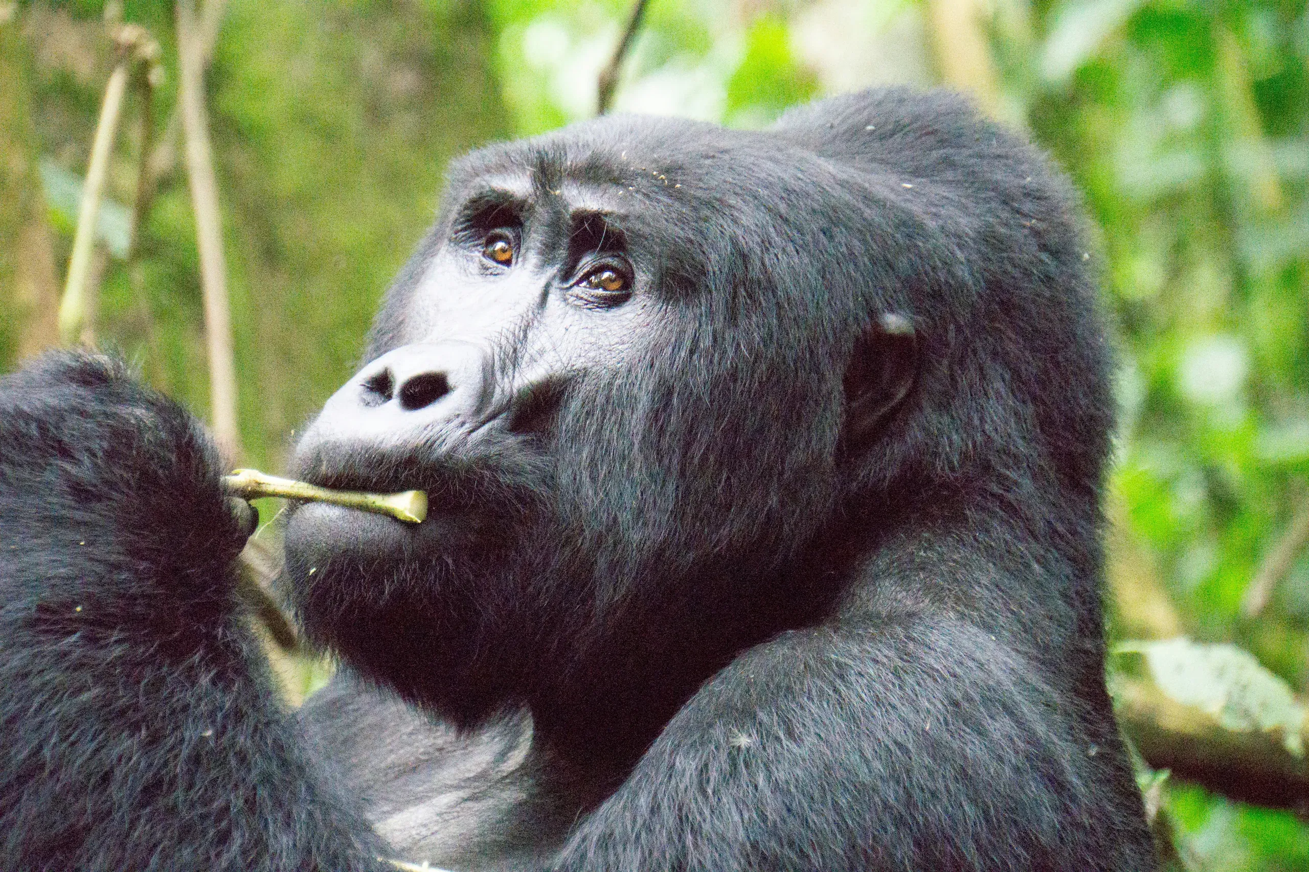 Gorilla in Bwindi Jungle Lodge, Kisoro, Uganda