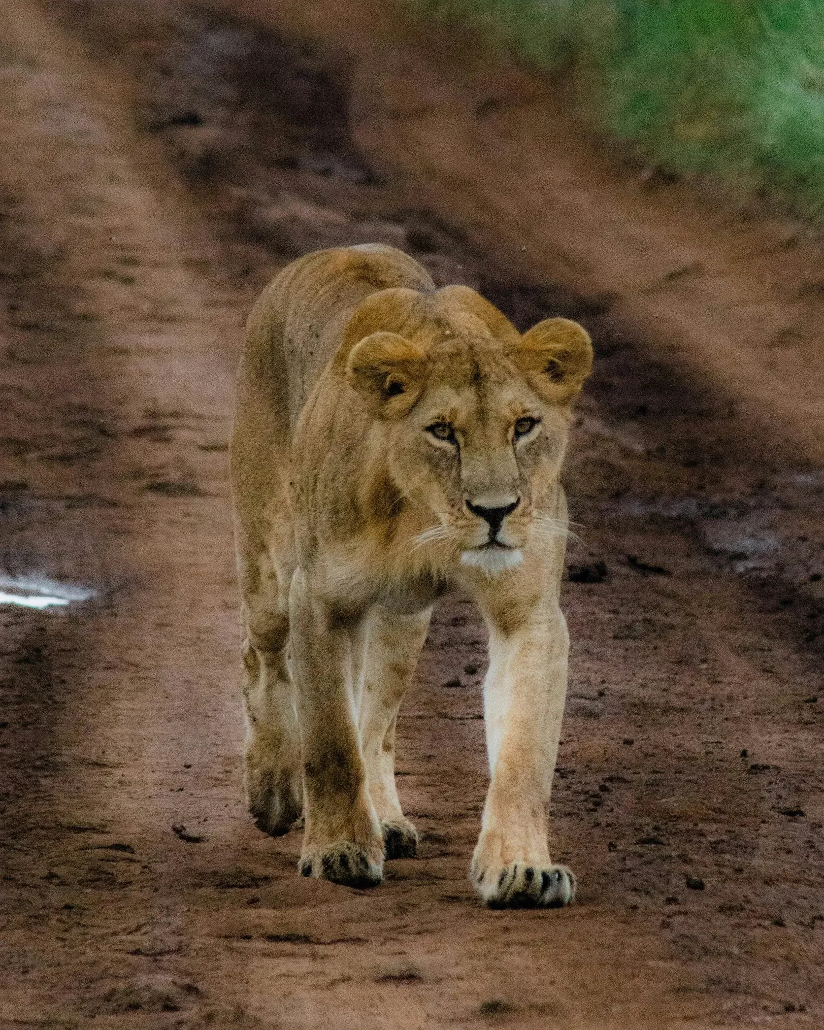 Young lioness walking directly towards the camera on a muddy dirt road at dusk, eyes locked on the viewer