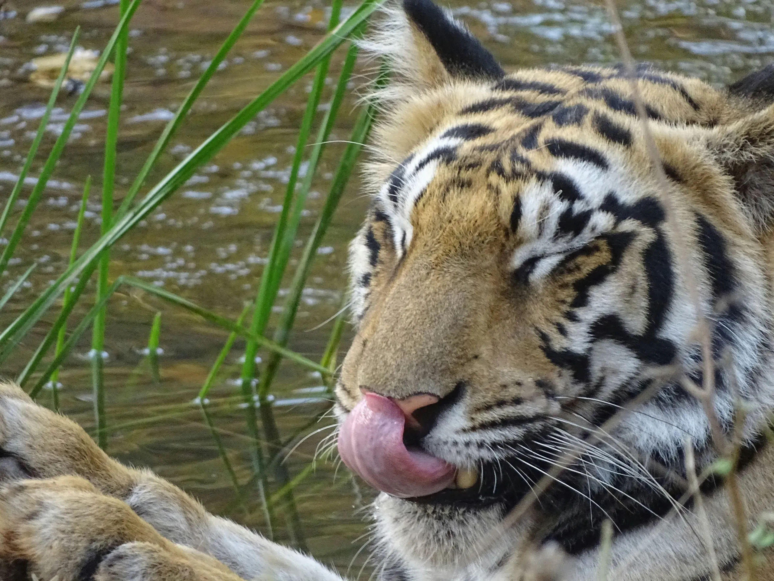Tiger in Tadoba National Park, Maharashtra, India