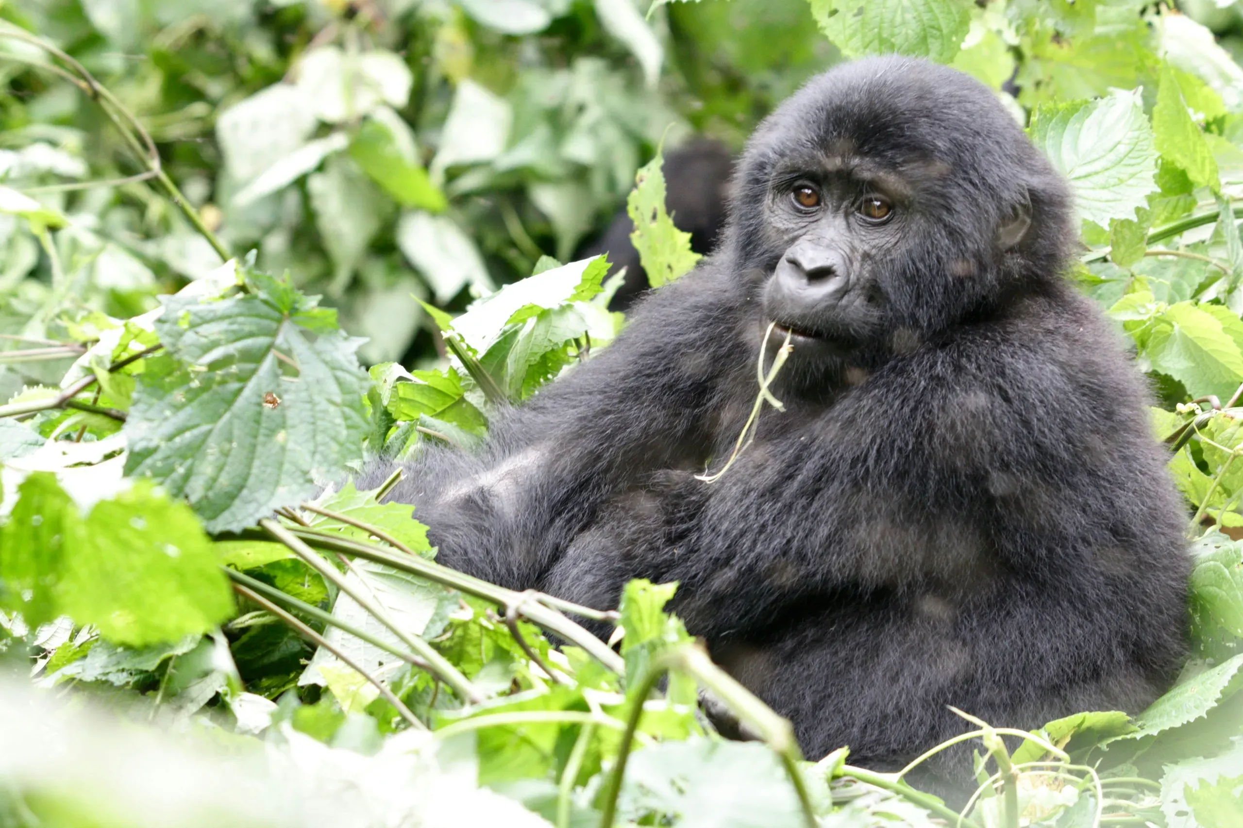 Gorilla in Rwanda
