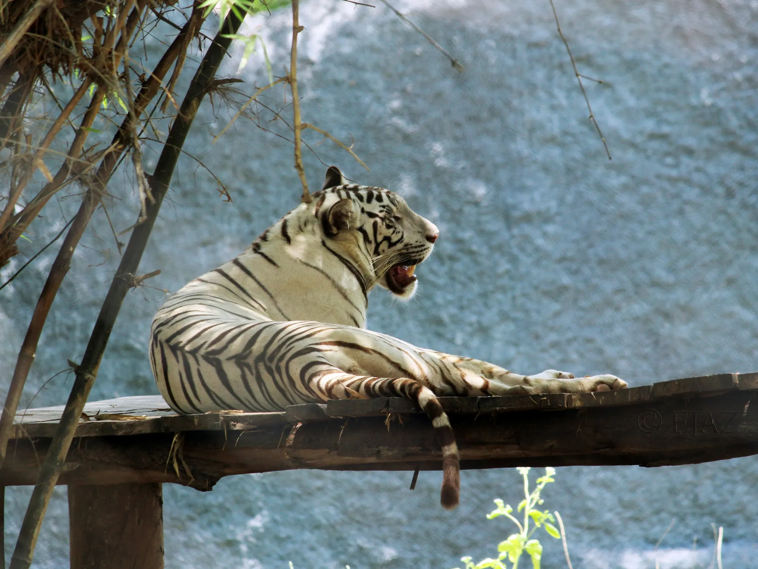 White tiger in Chennai, Tamil Nadu, India