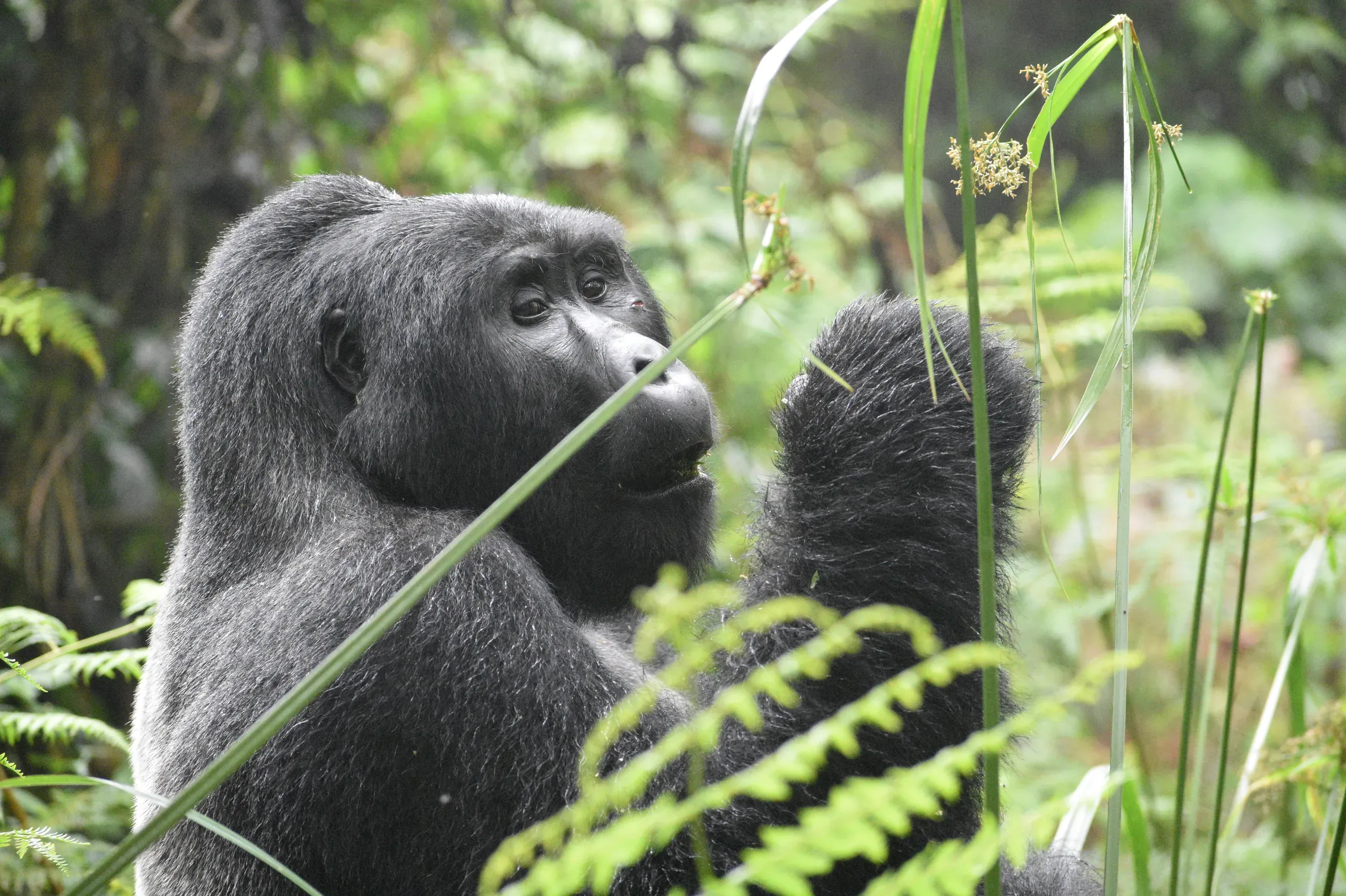 Mountain gorilla in Rwanda