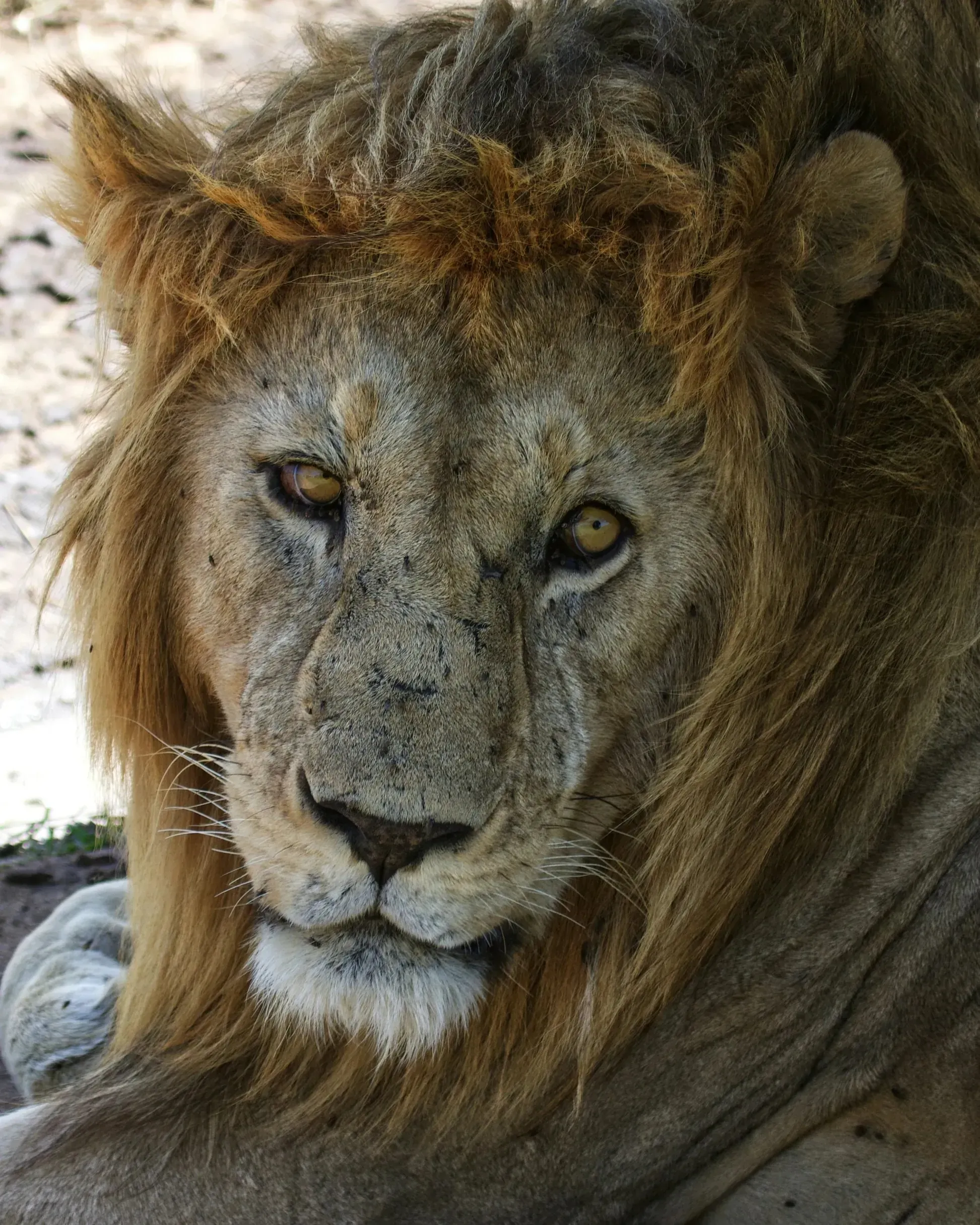 Tight portrait of a battle-scarred male lion staring straight at the camera with piercing amber eyes, dark mane framing his weathered face
