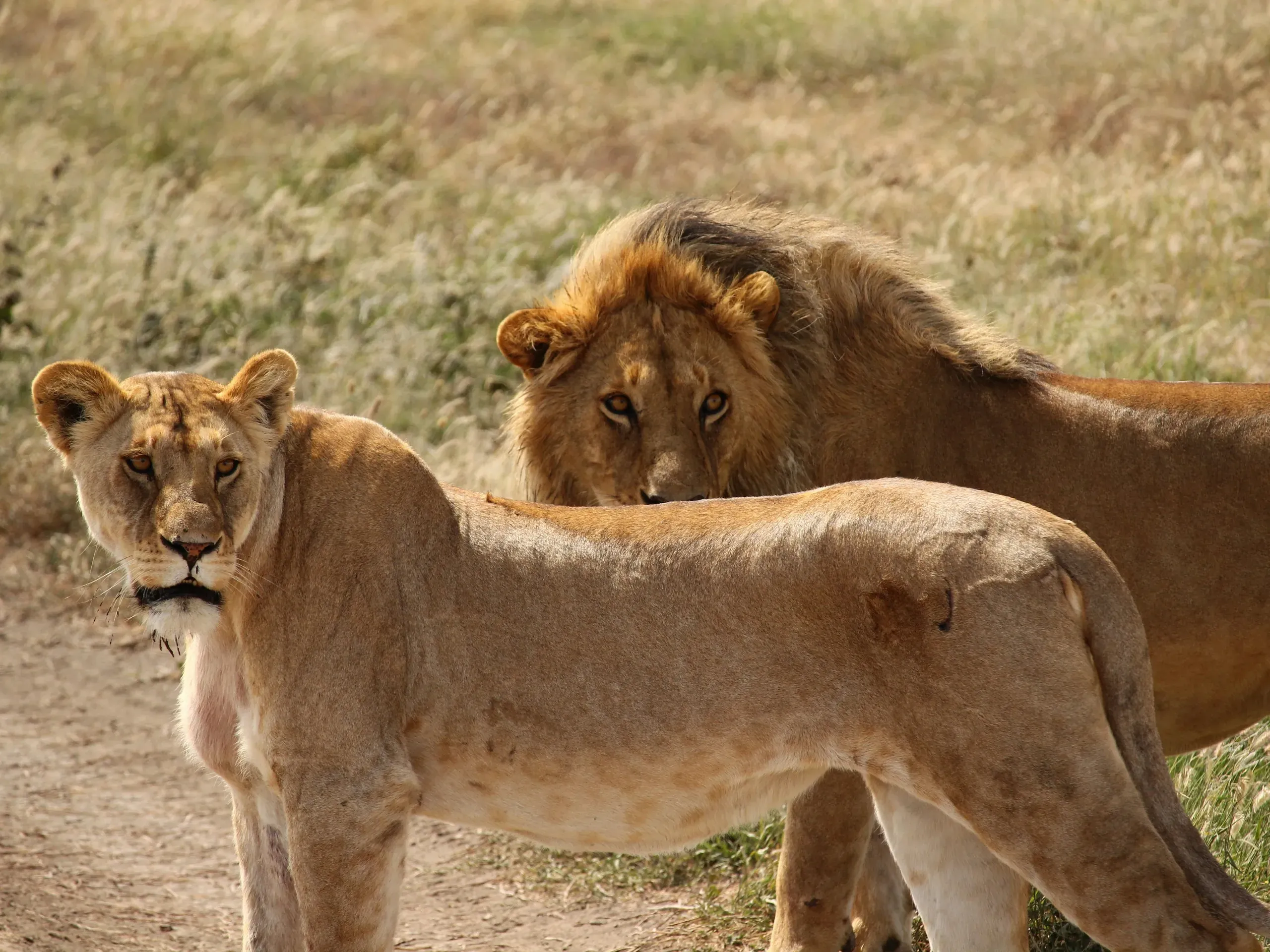 Lioness and male lion standing together on a dirt path, both looking directly at the camera