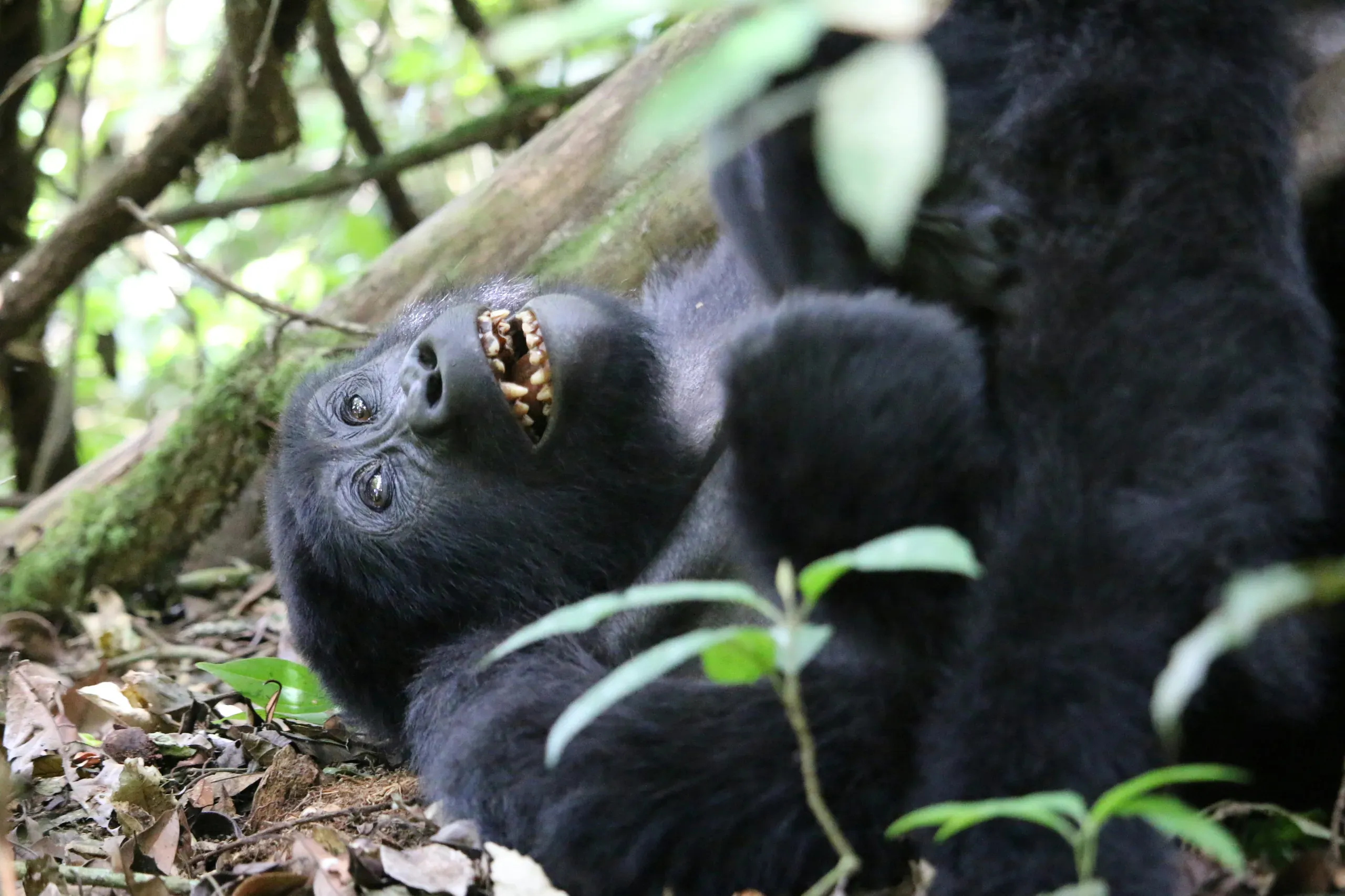 Mountain Gorilla in Bwindi Impenetrable Forest, Uganda