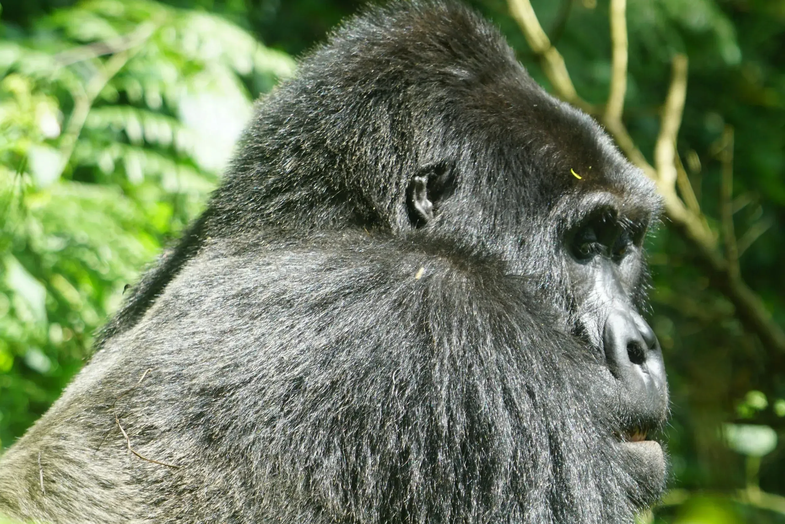 Gorilla in Bwindi Impenetrable Forest, Uganda