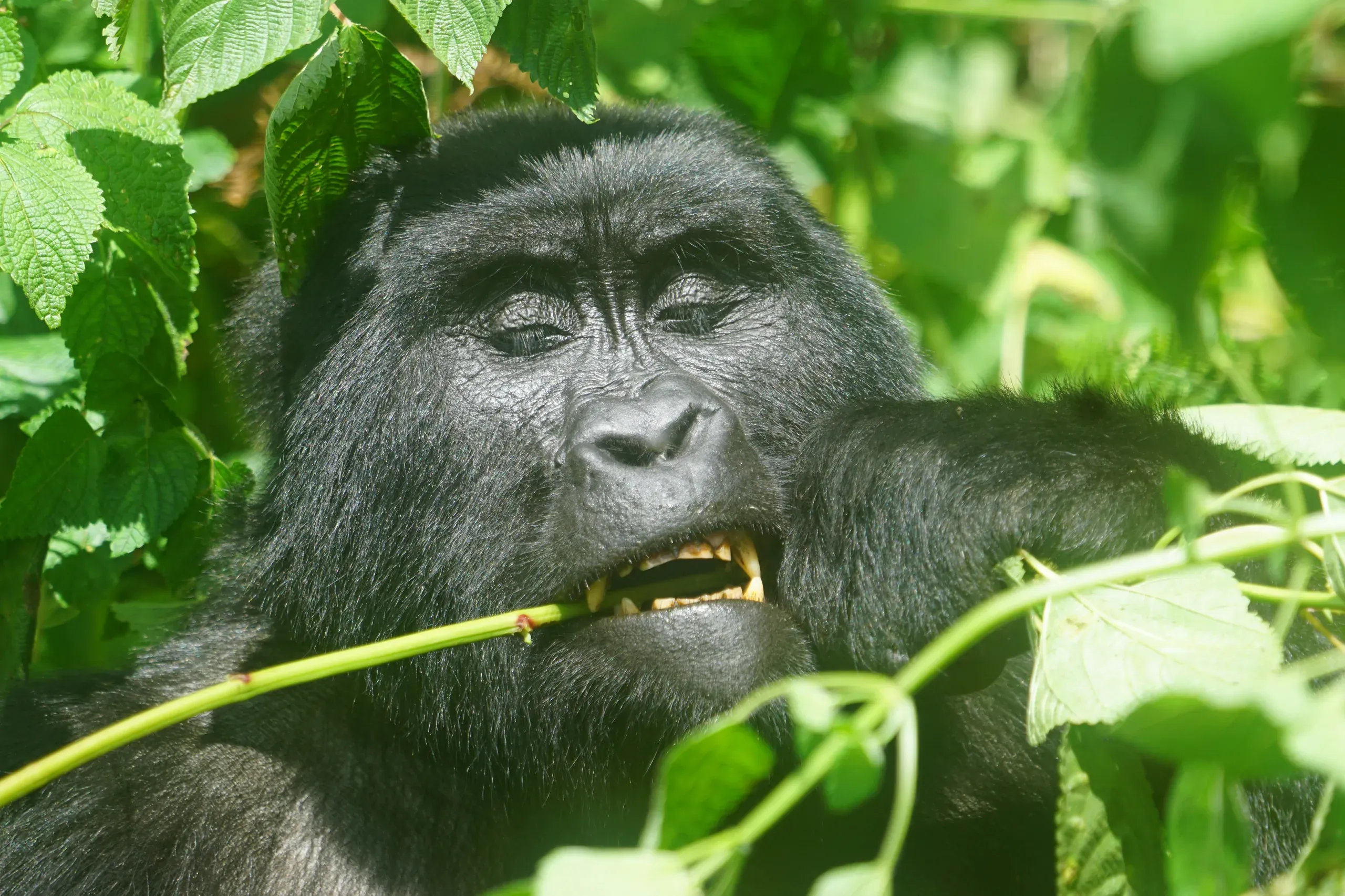 Gorilla in Bwindi Impenetrable Forest, Uganda