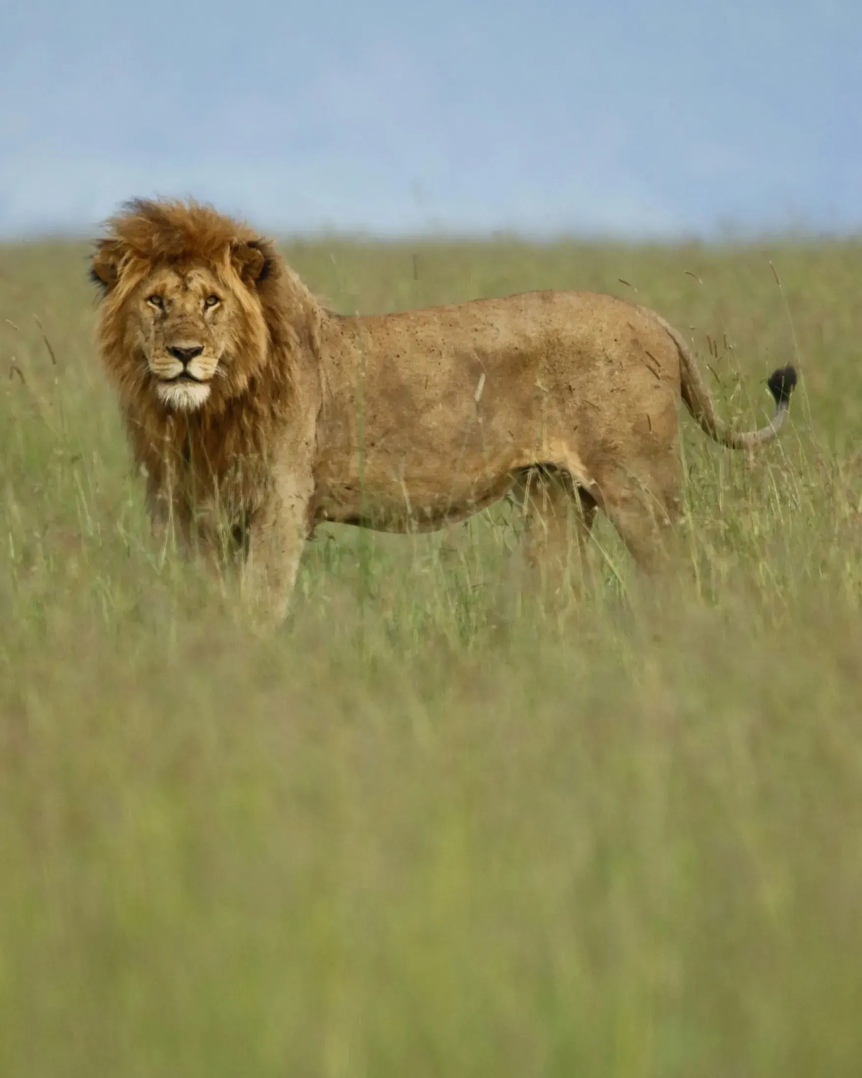 Male lion standing broadside in tall green grass, turning to stare directly at the camera with an intense gaze