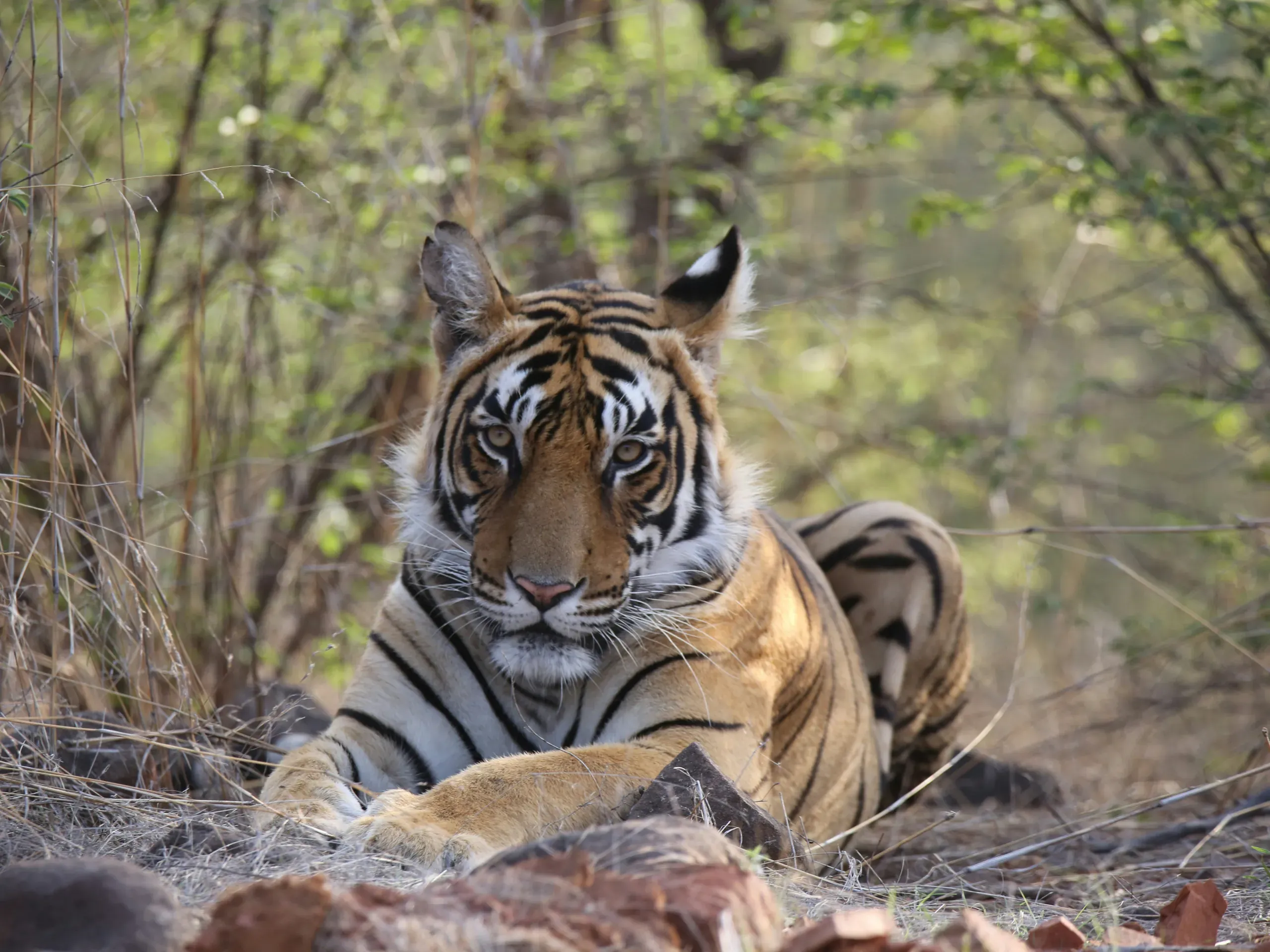 Tiger in Ranthambore National Park, Rajasthan, India