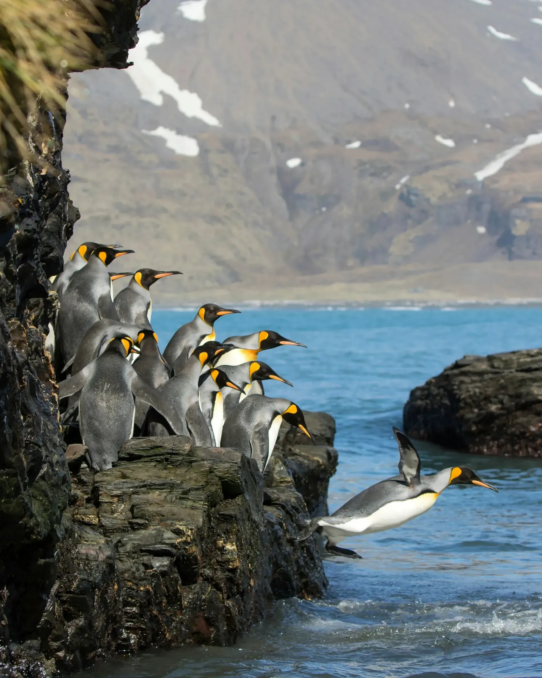 Group of king penguins gathered on a rocky ledge above the sea, one diving headfirst into the water, brown mountains rising behind