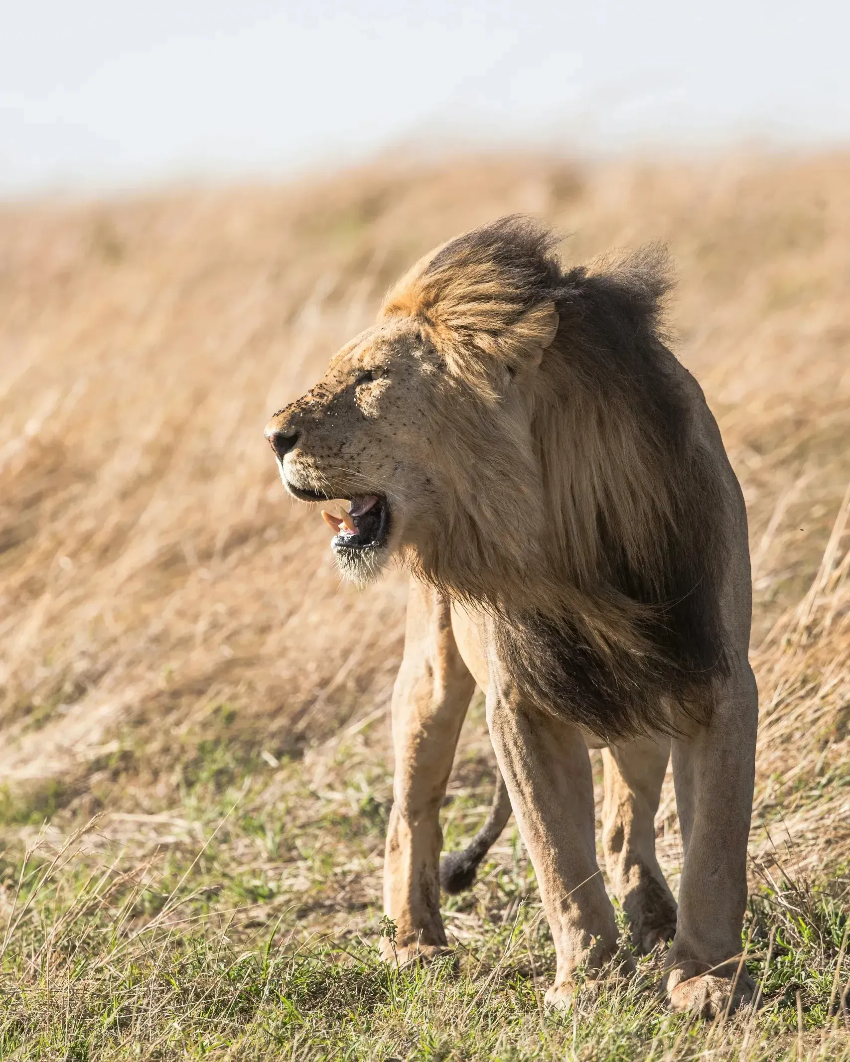 Male lion walking through dry golden grass with wind ruffling his dark mane, mouth open in a yawn or call