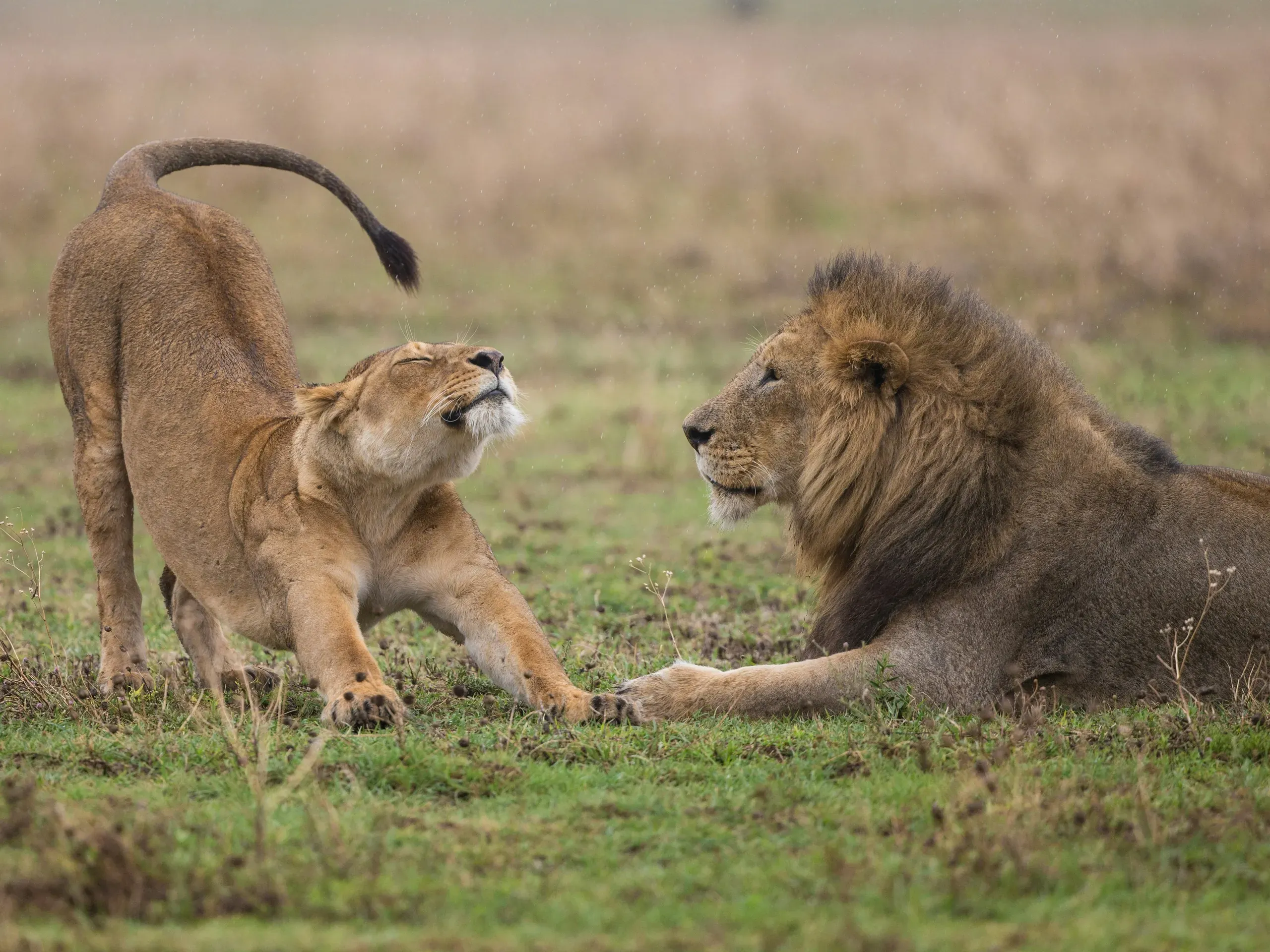 Lioness stretching playfully towards a male lion lying on green grass