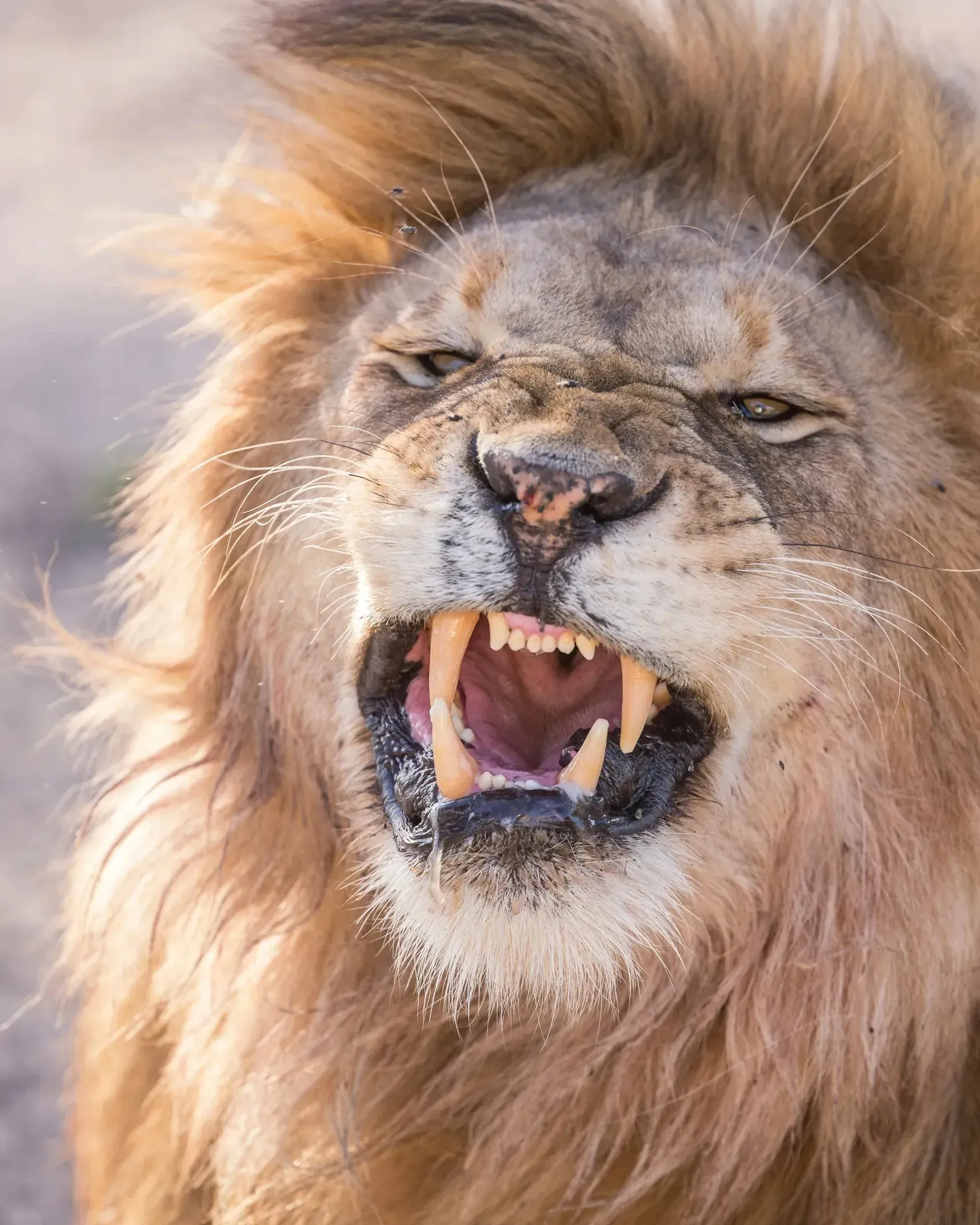 Male lion snarling with teeth fully bared and nose wrinkled in a fierce display, close-up of face and open jaws