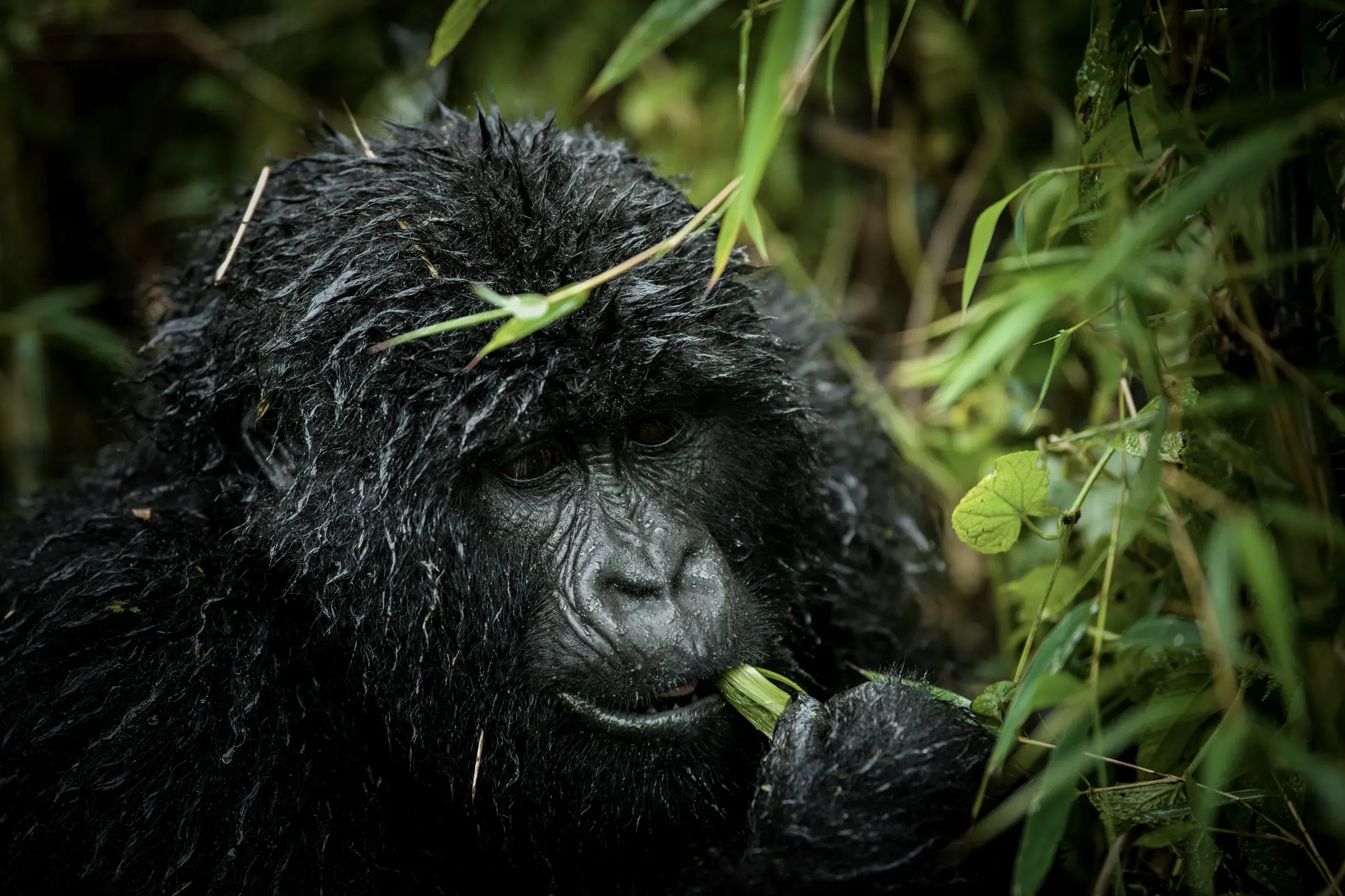 Gorilla in Rwanda