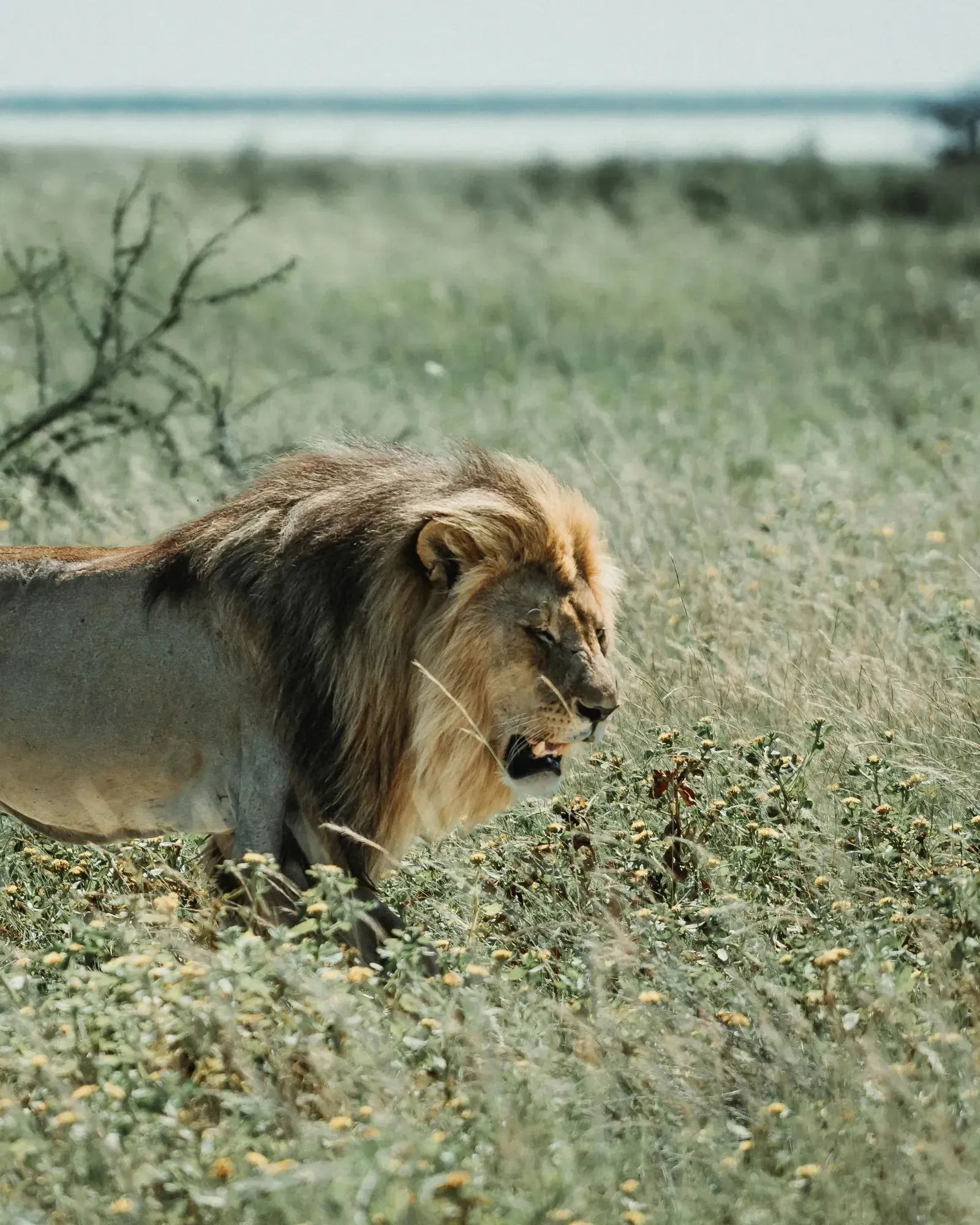 Male lion stalking low through tall grass and wildflowers with a lake or pan visible in the background, head down, dark mane flowing