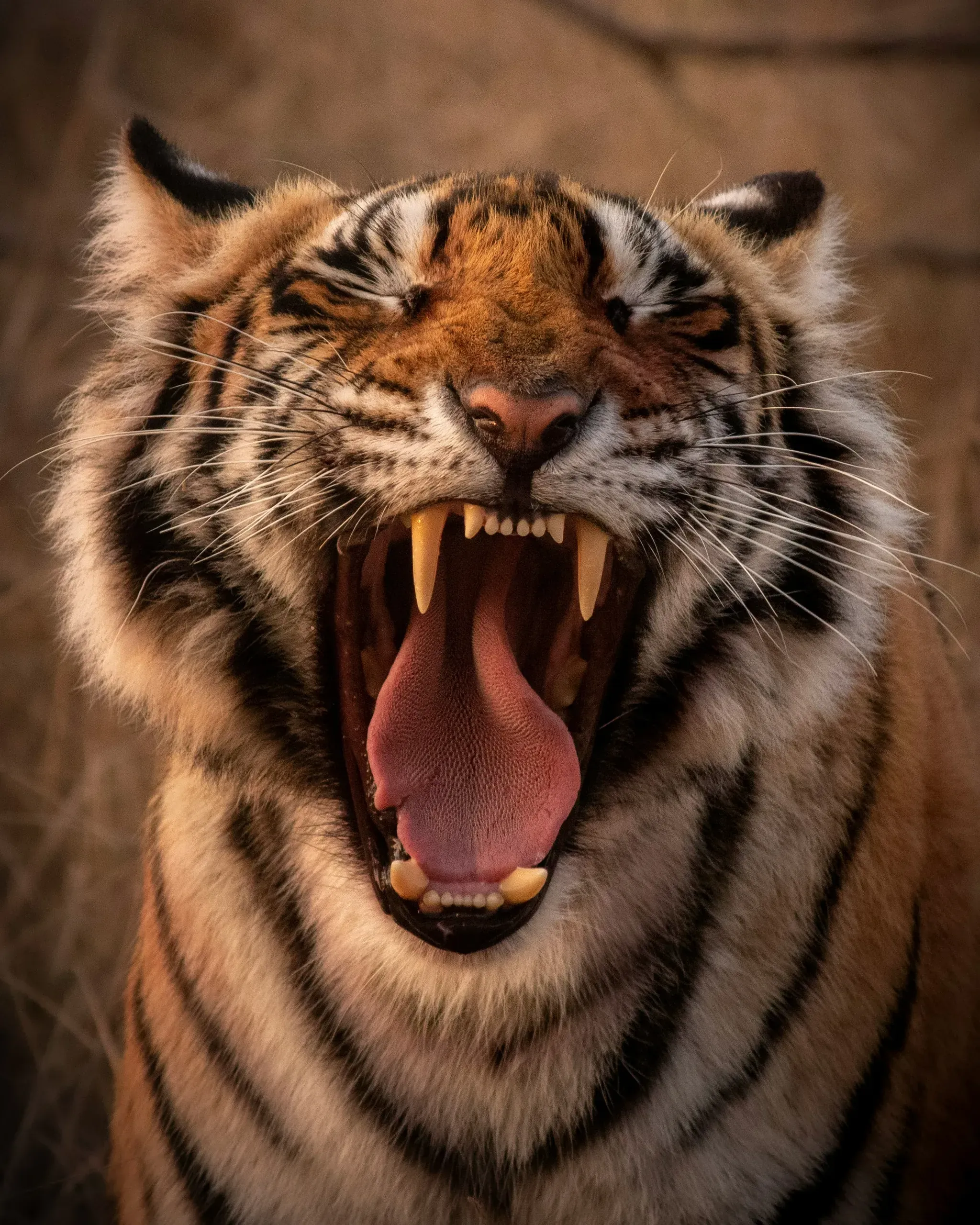 Tiger in Ranthambore National Park, Rajasthan, India