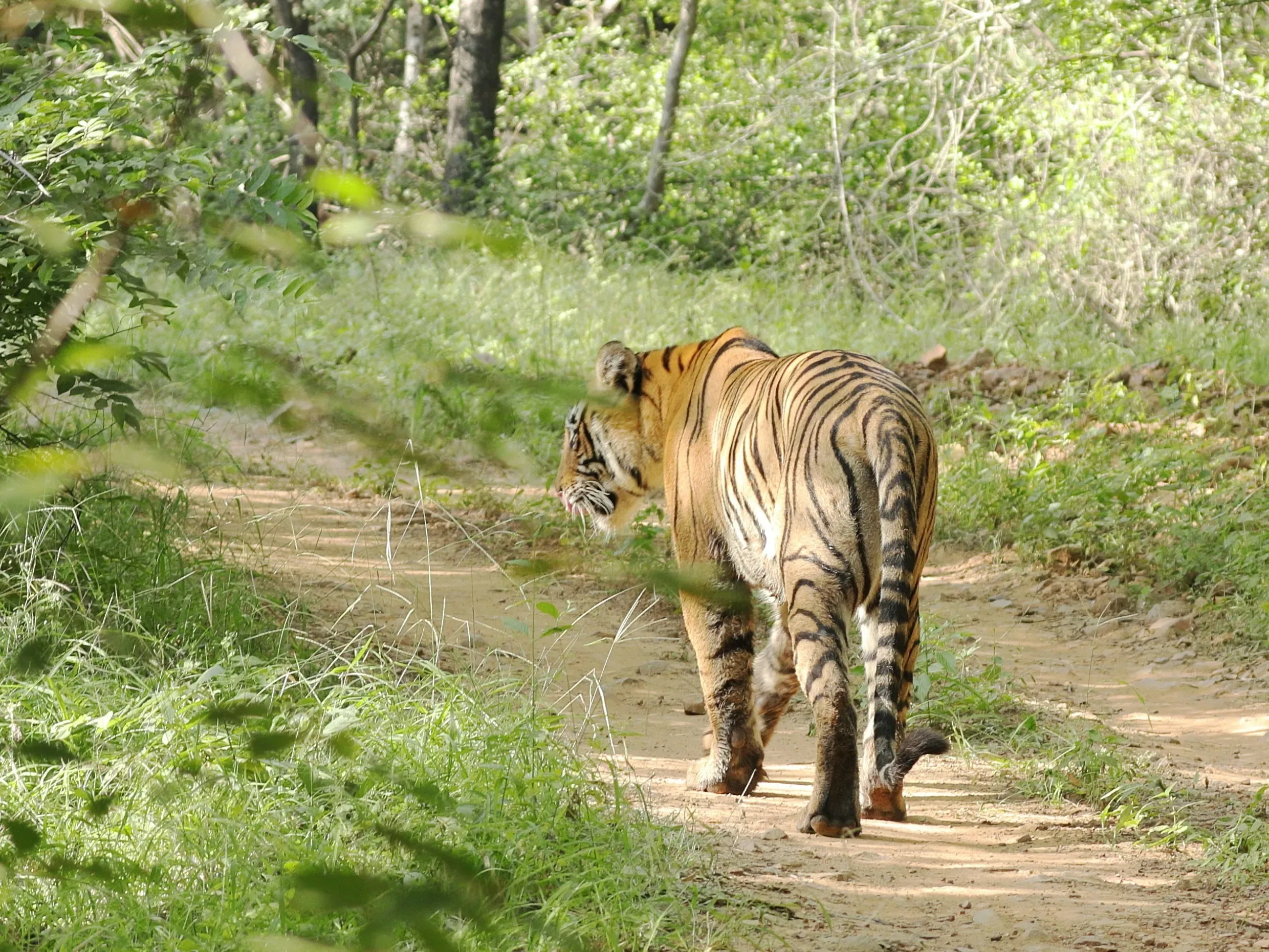 Tiger in Ranthambore National Park, Rajasthan, India