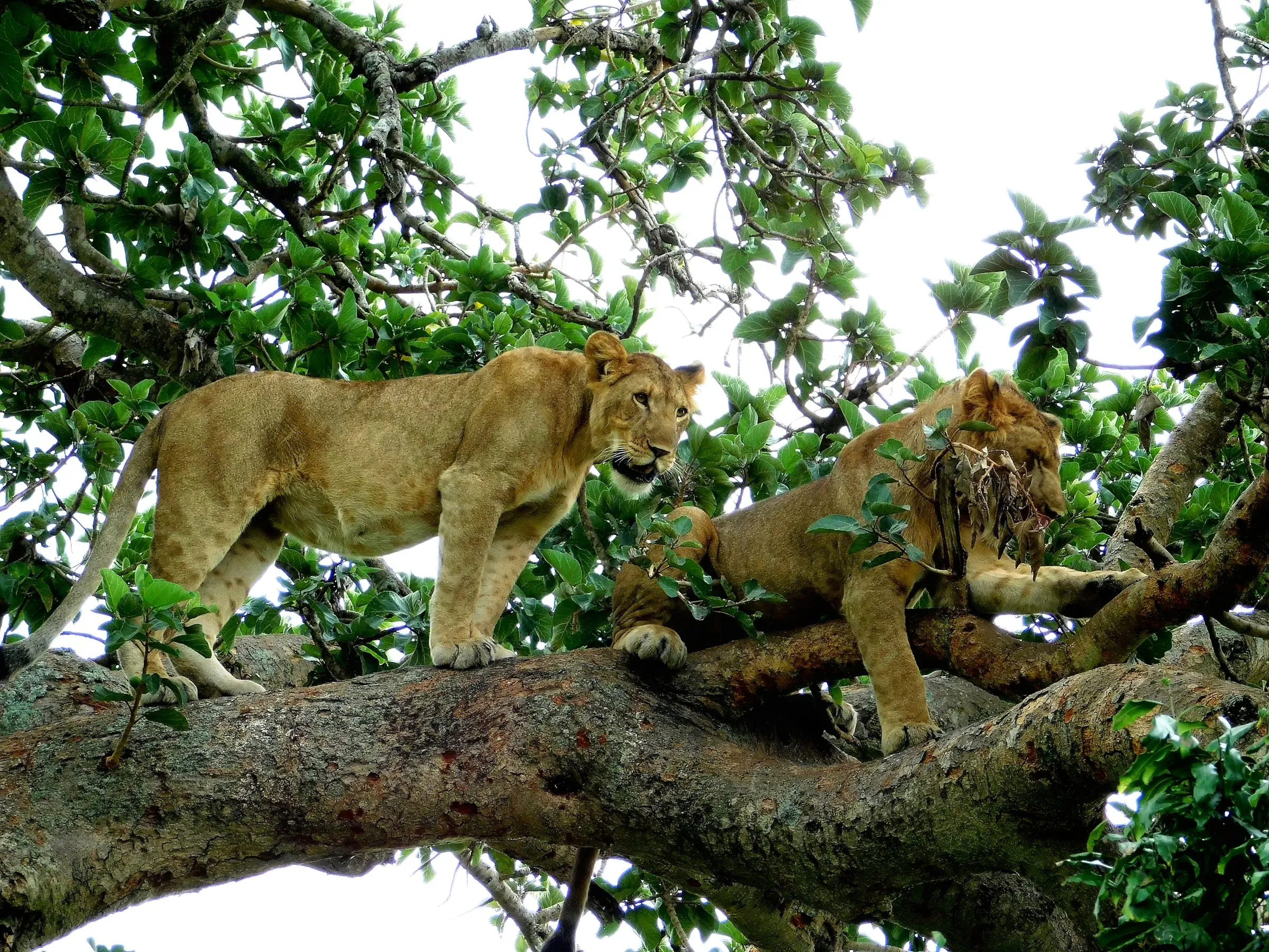 Two lionesses perched on a large tree branch surrounded by green foliage