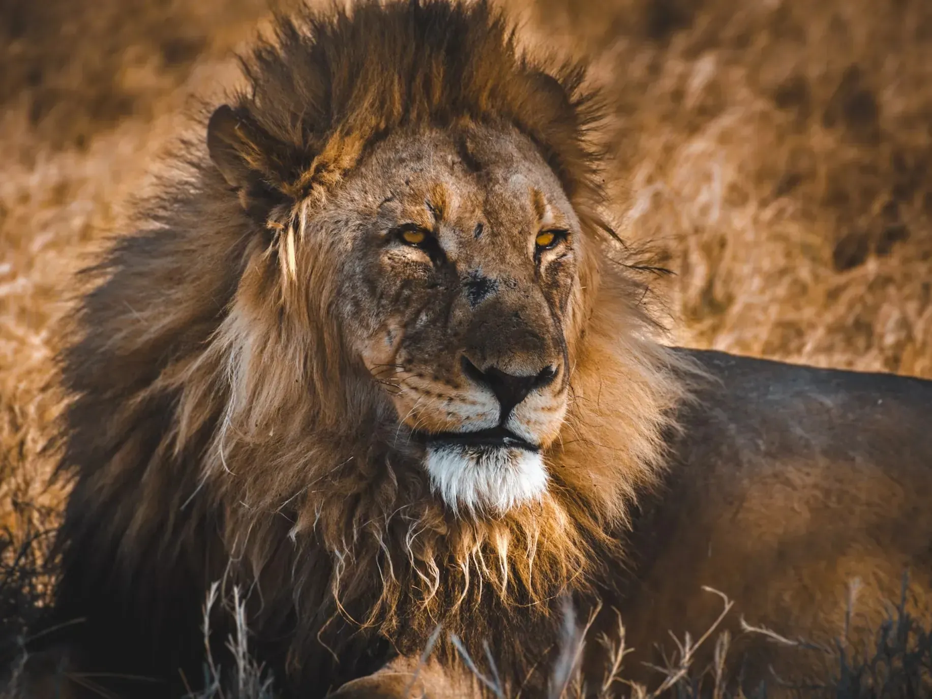Close-up portrait of a male lion with a thick dark mane, lying in golden grass