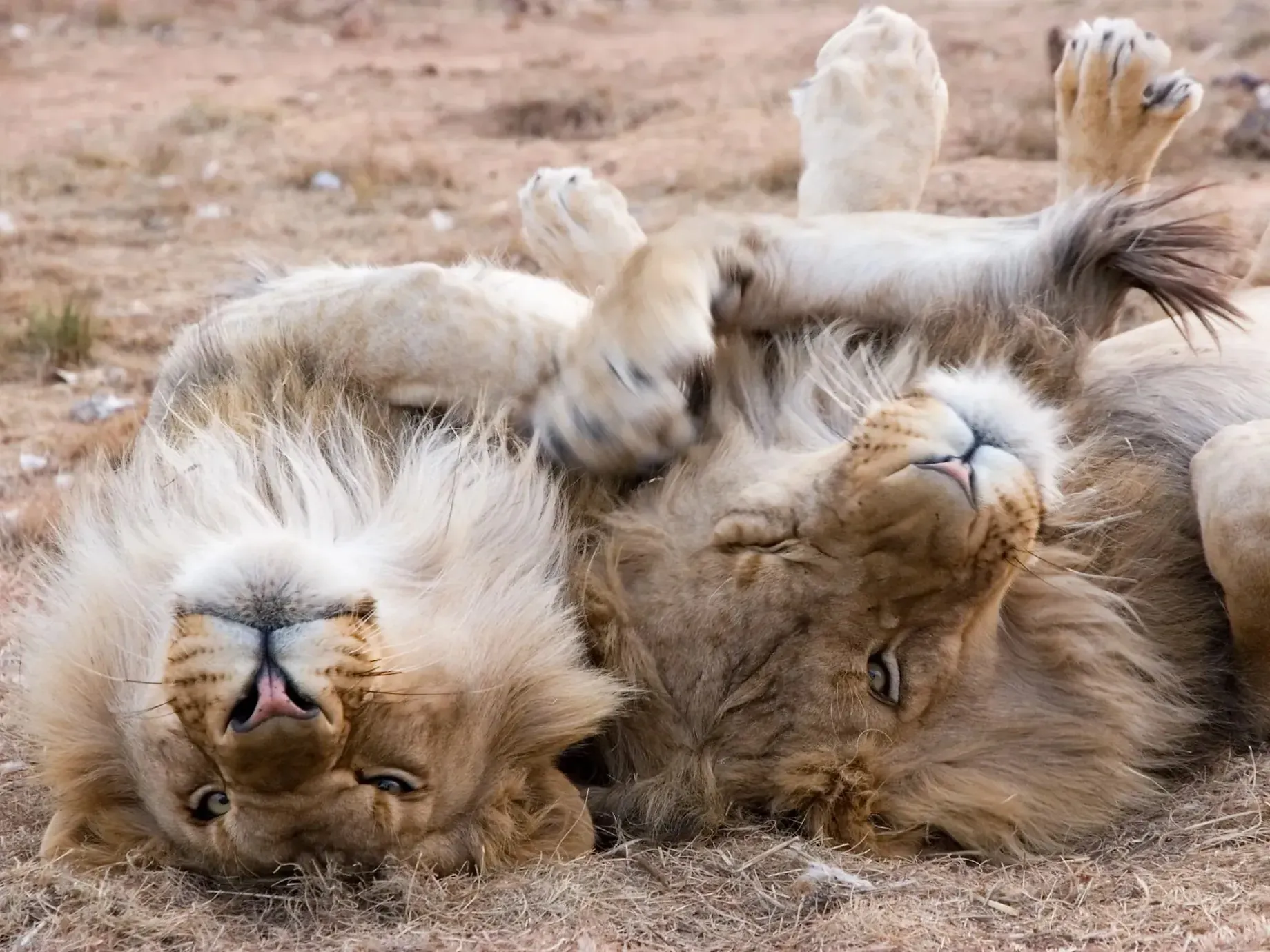Two male lions lying on their backs side by side on dry ground, manes spread out
