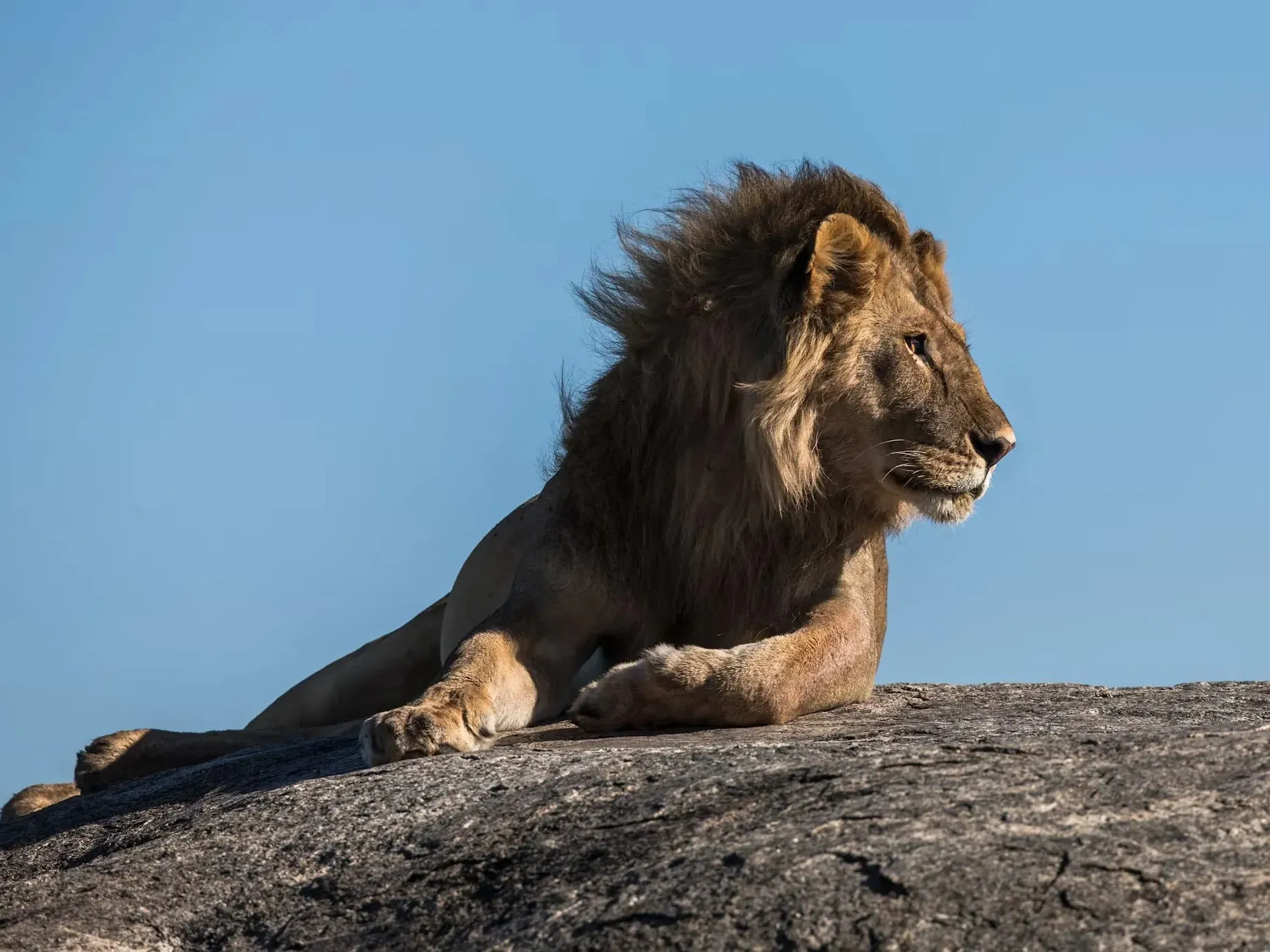 Male lion with wind-blown dark mane resting on a large rock against a clear blue sky