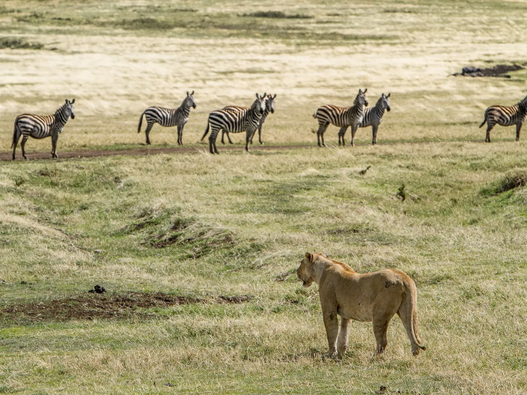 Lioness standing in green grassland watching a herd of zebras walking in the background
