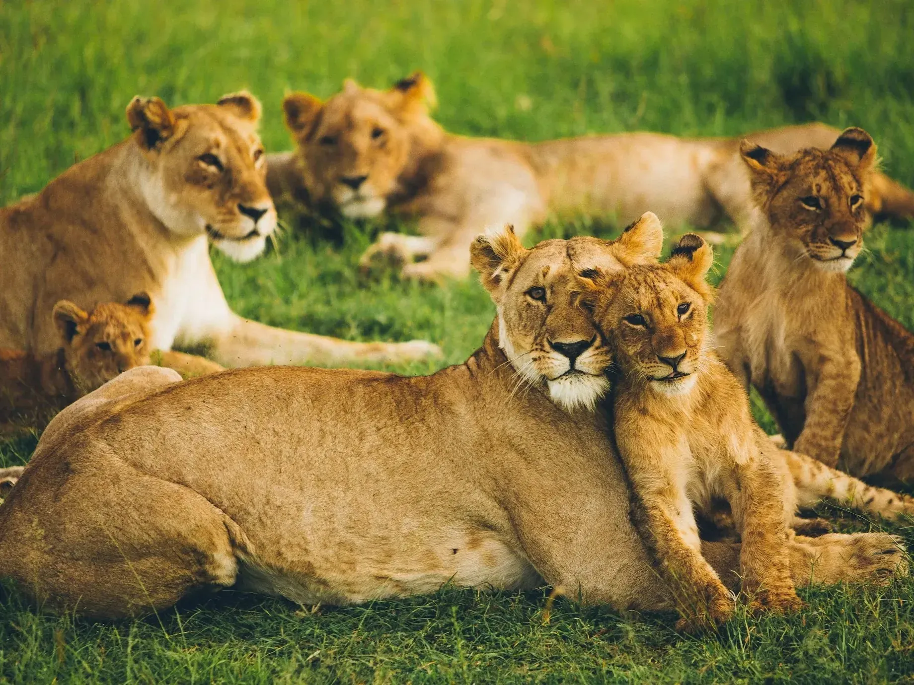 Pride of lionesses and cubs resting together on green grass, a cub nestled against its mother