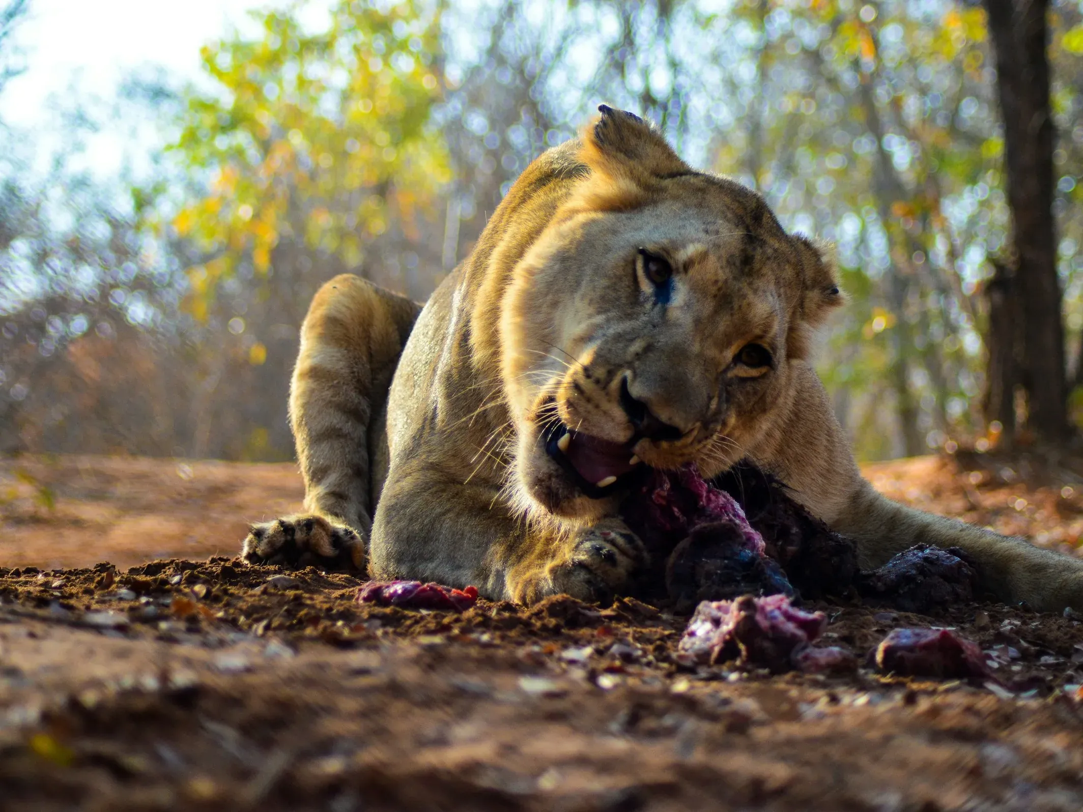 Lioness feeding on a kill on the ground, low-angle shot with woodland behind