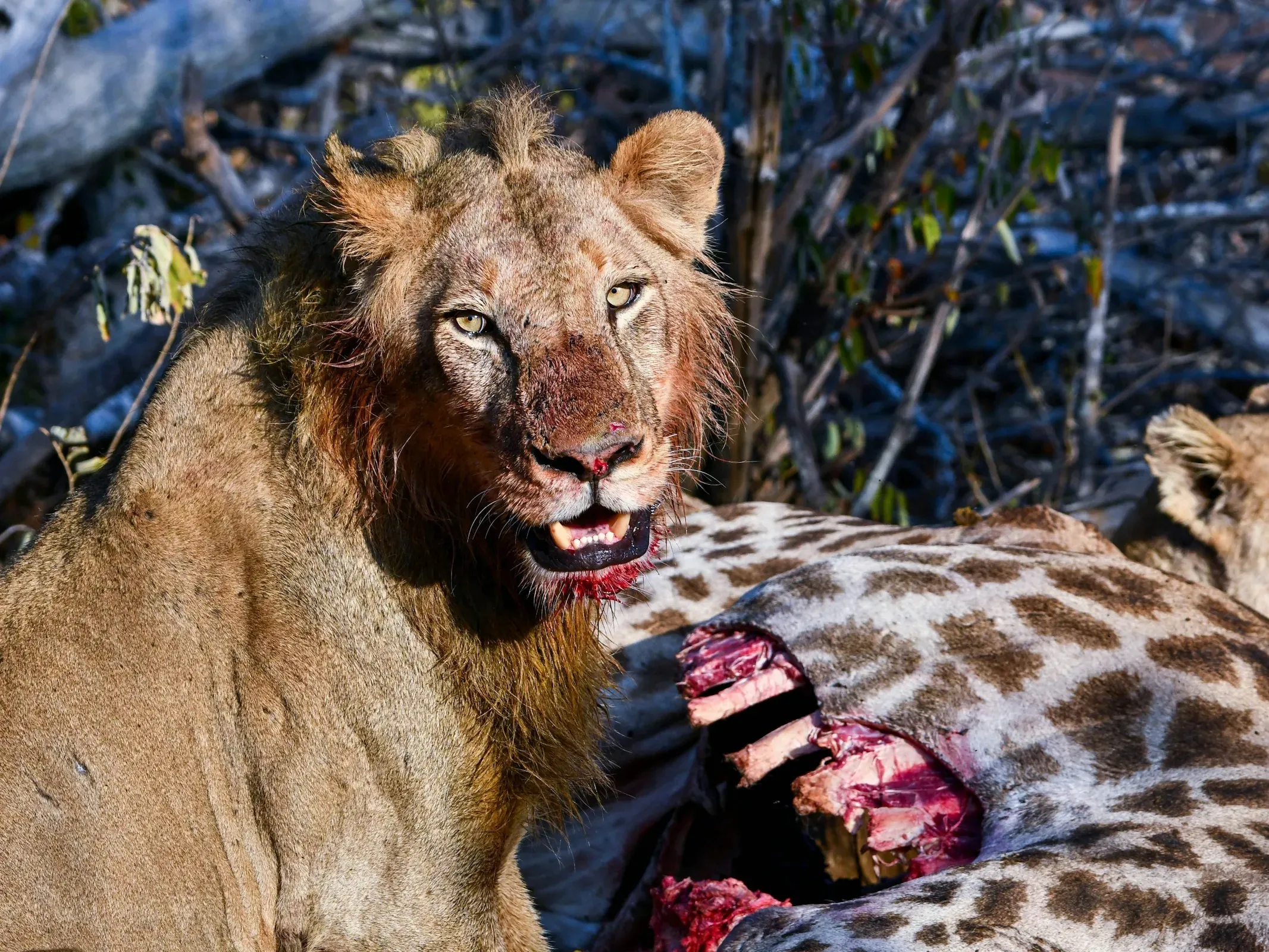 Young male lion with bloodied face looking up from feeding on a giraffe carcass
