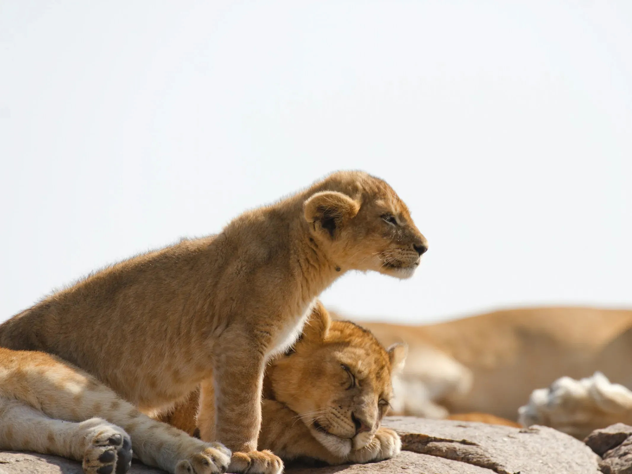 Two lion cubs on a rock — one sitting upright keeping watch, the other sleeping