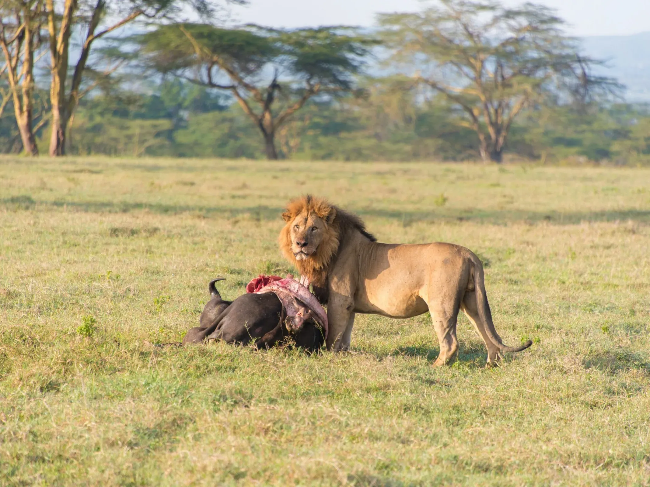 Male lion standing over a wildebeest kill on open savanna with acacia trees