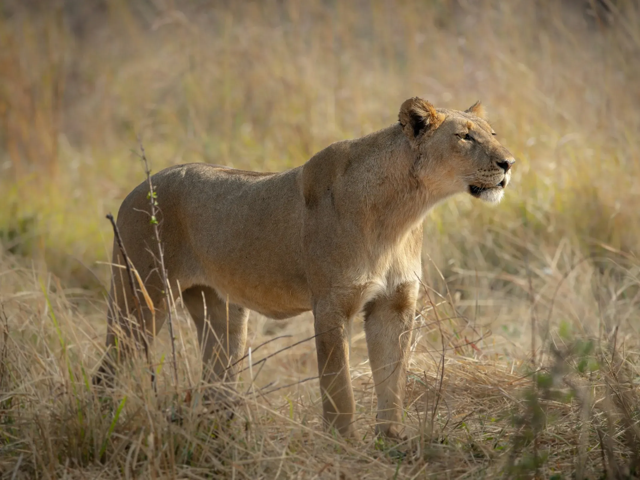 Lioness standing alert in tall dry golden grass, looking to the right