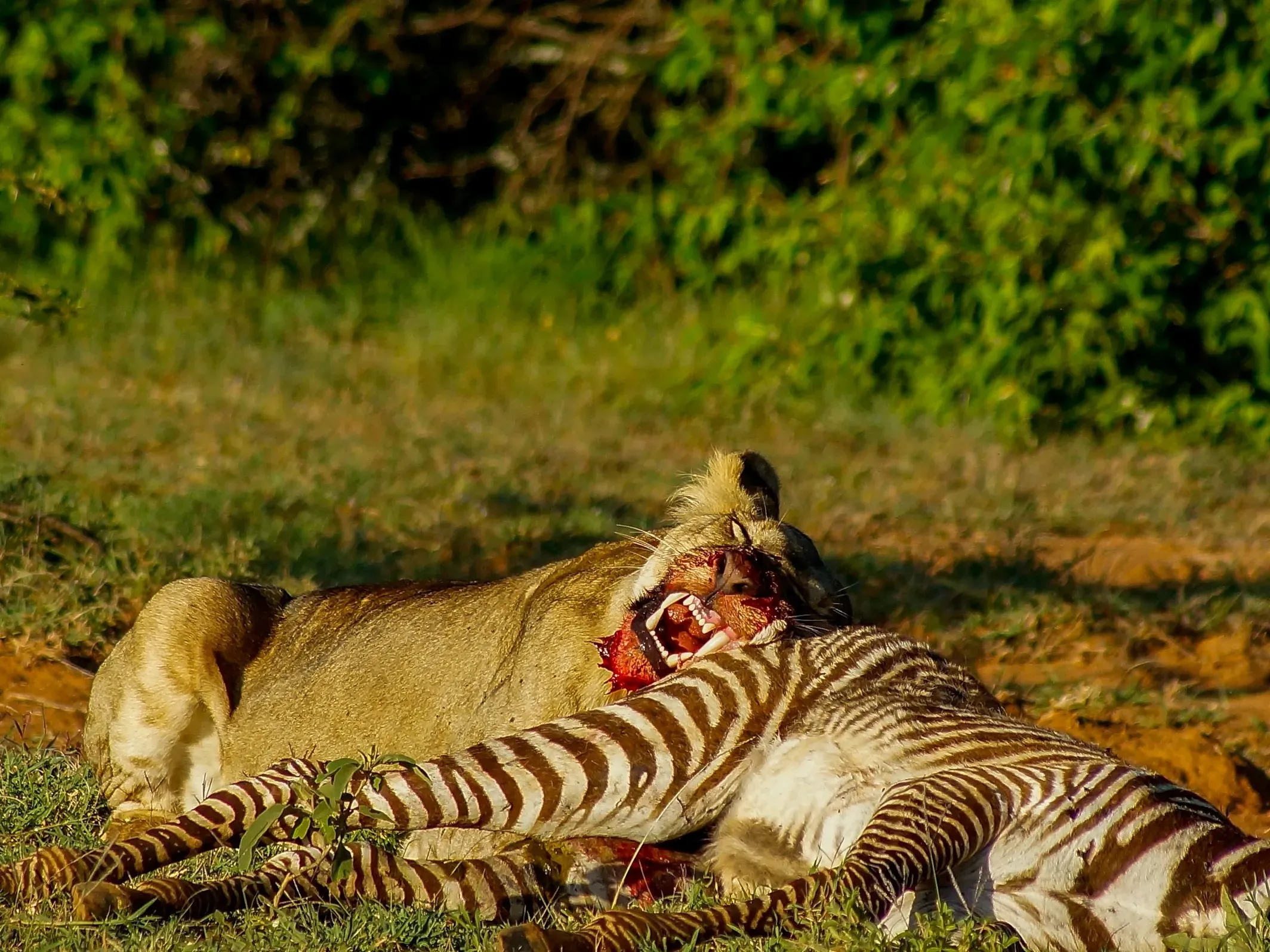Lioness feeding on a zebra carcass on grass with green bushes behind