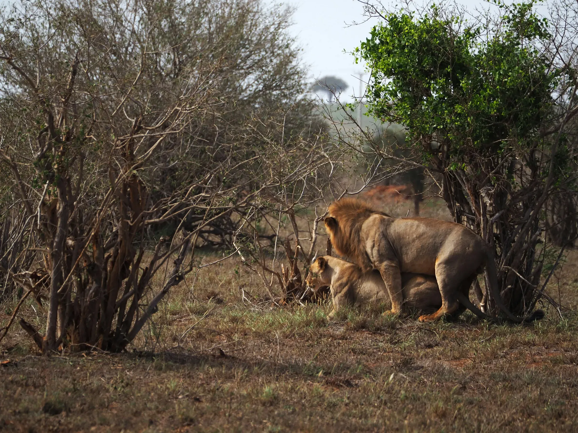 Male lion and lioness mating near scrubby bushes