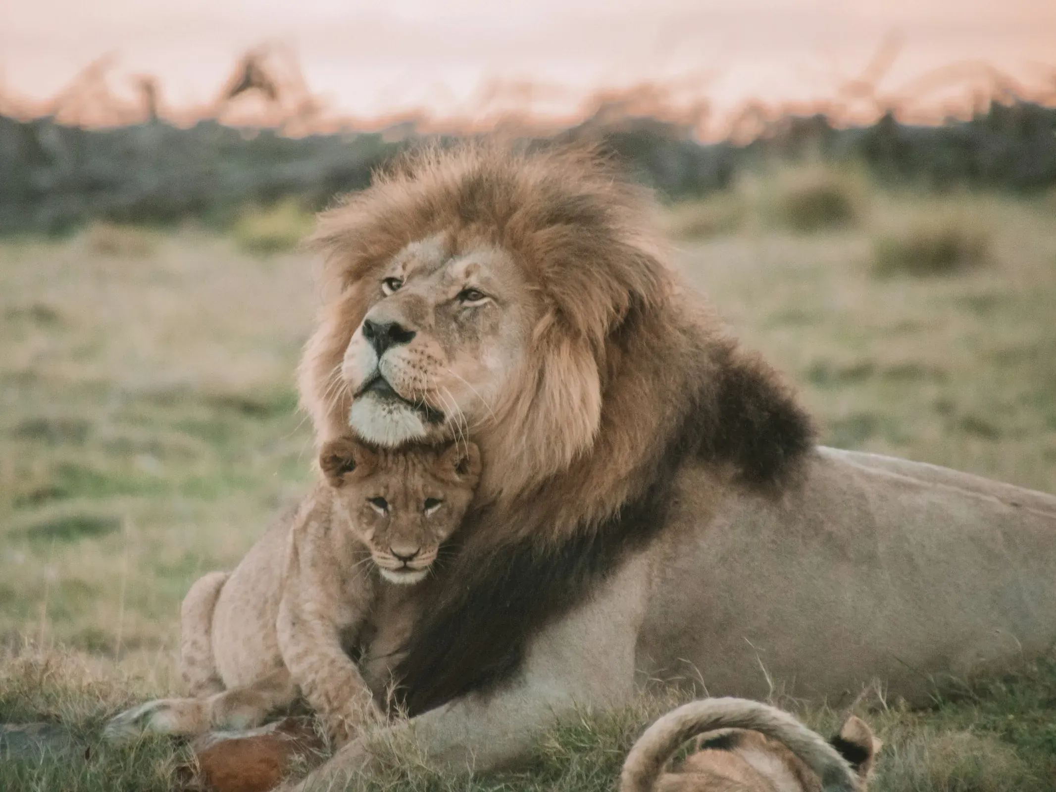 Male lion lying on grass with a cub sheltering between his front legs at sunset