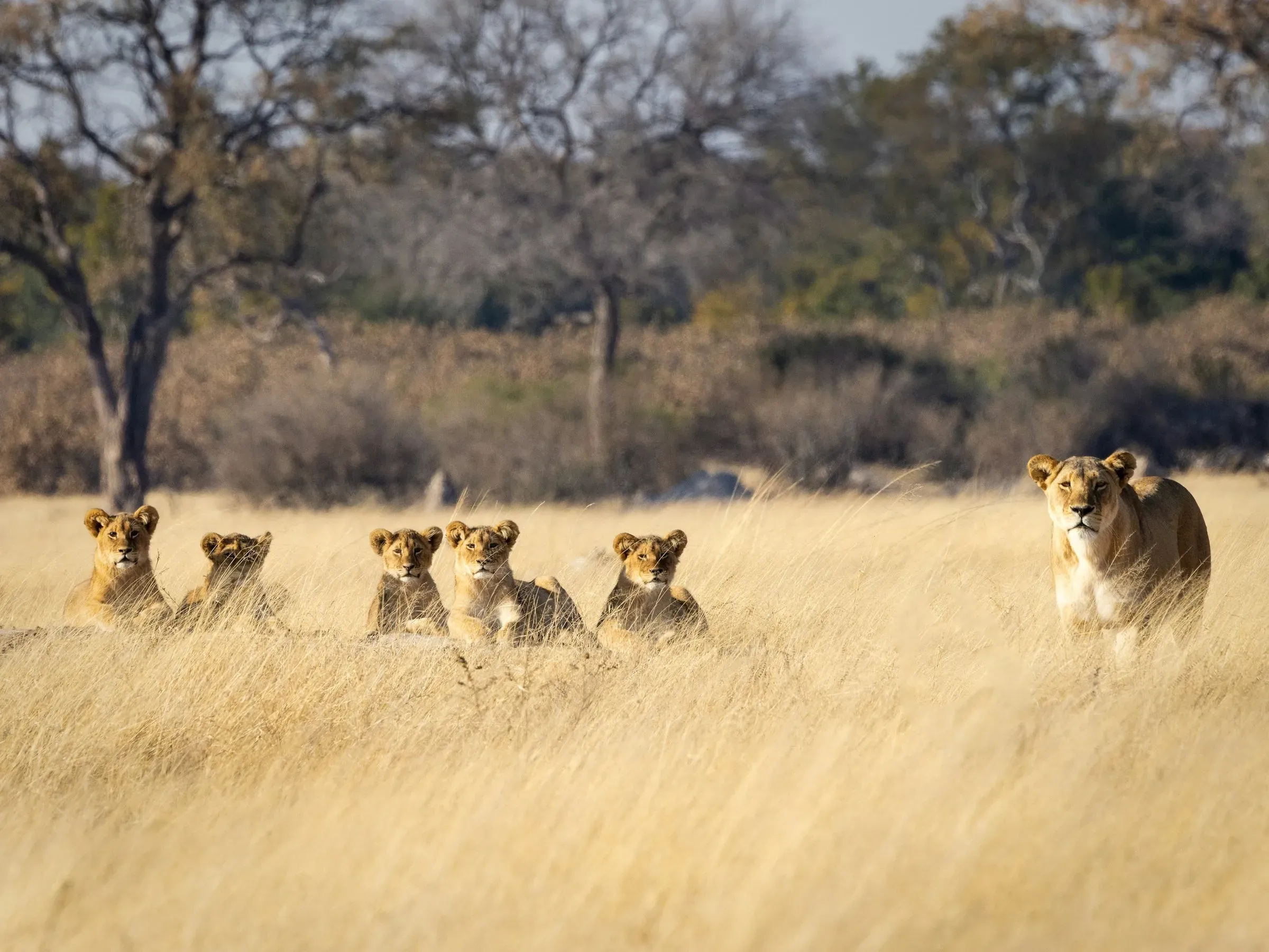 Lioness leading four cubs through tall golden grass, all looking towards the camera