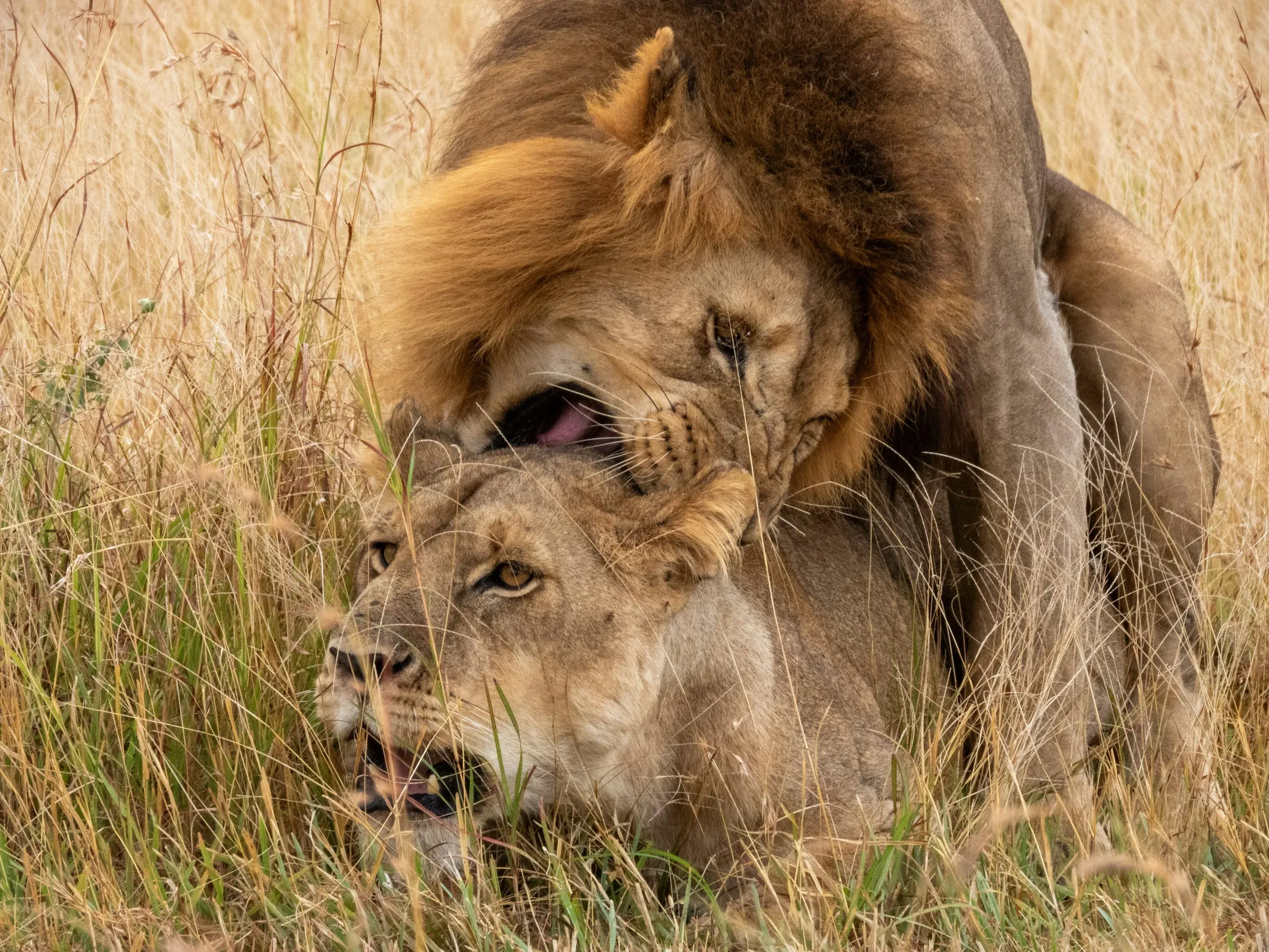 Male lion and lioness mating in tall dry grass, close-up