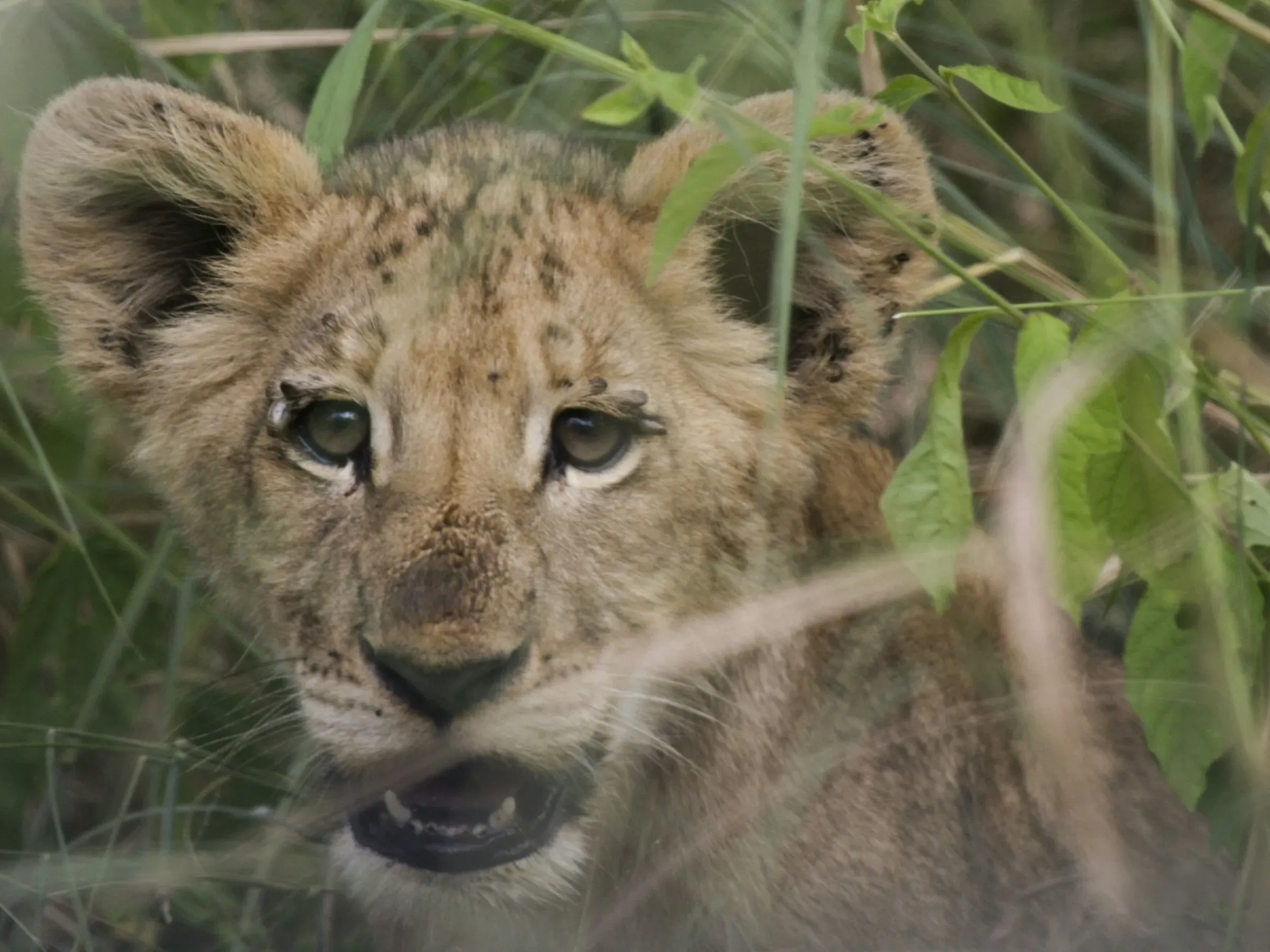 Young lion cub peering through green grass and leaves, looking directly at the camera