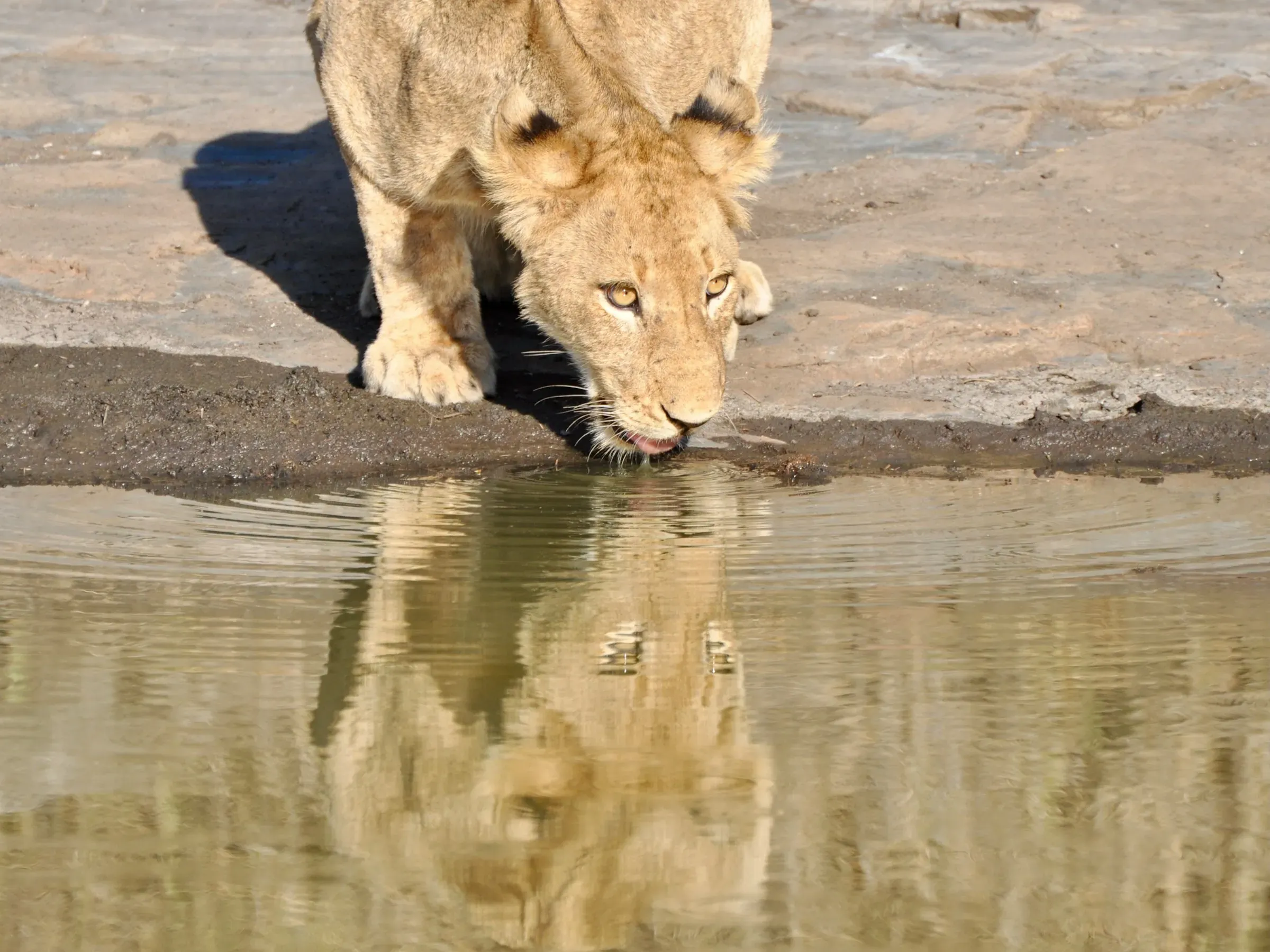 Young lioness drinking from a waterhole, her reflection visible in the still water