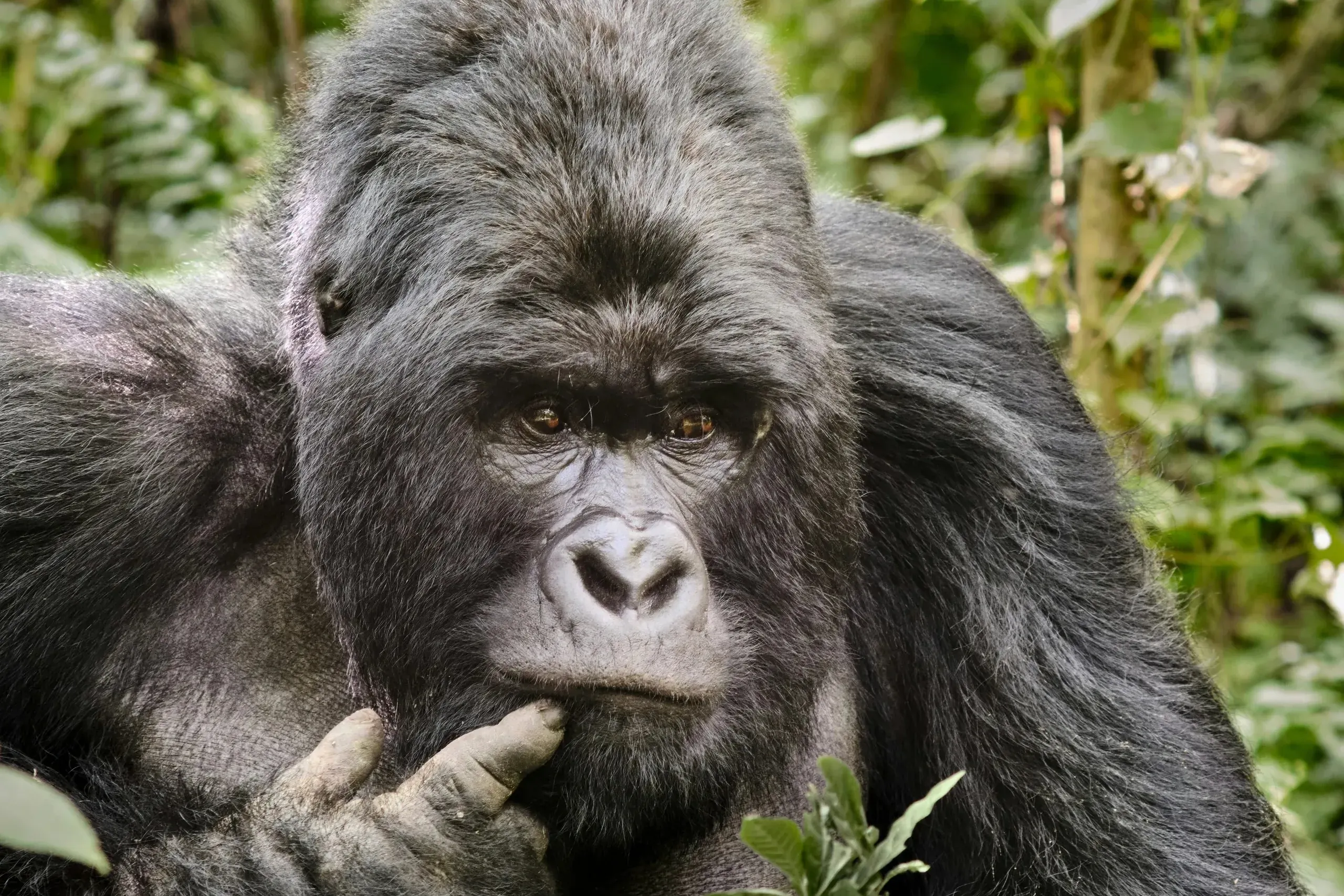 Gorilla in Virunga, Congo