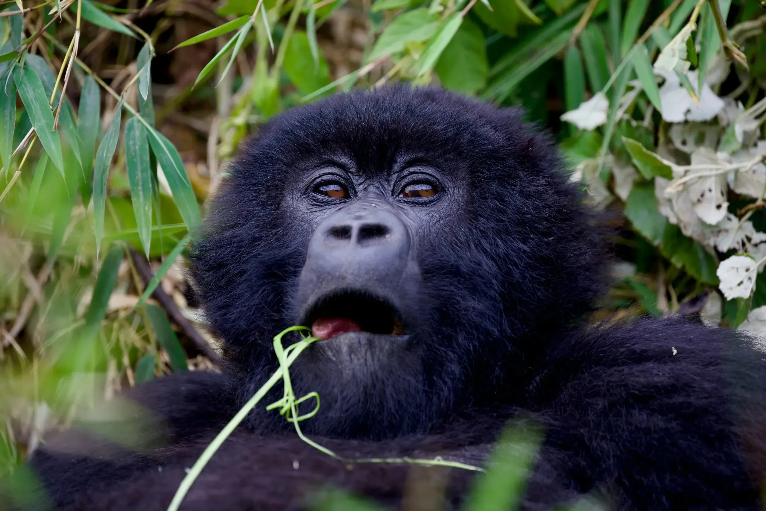 Gorilla in Rwanda