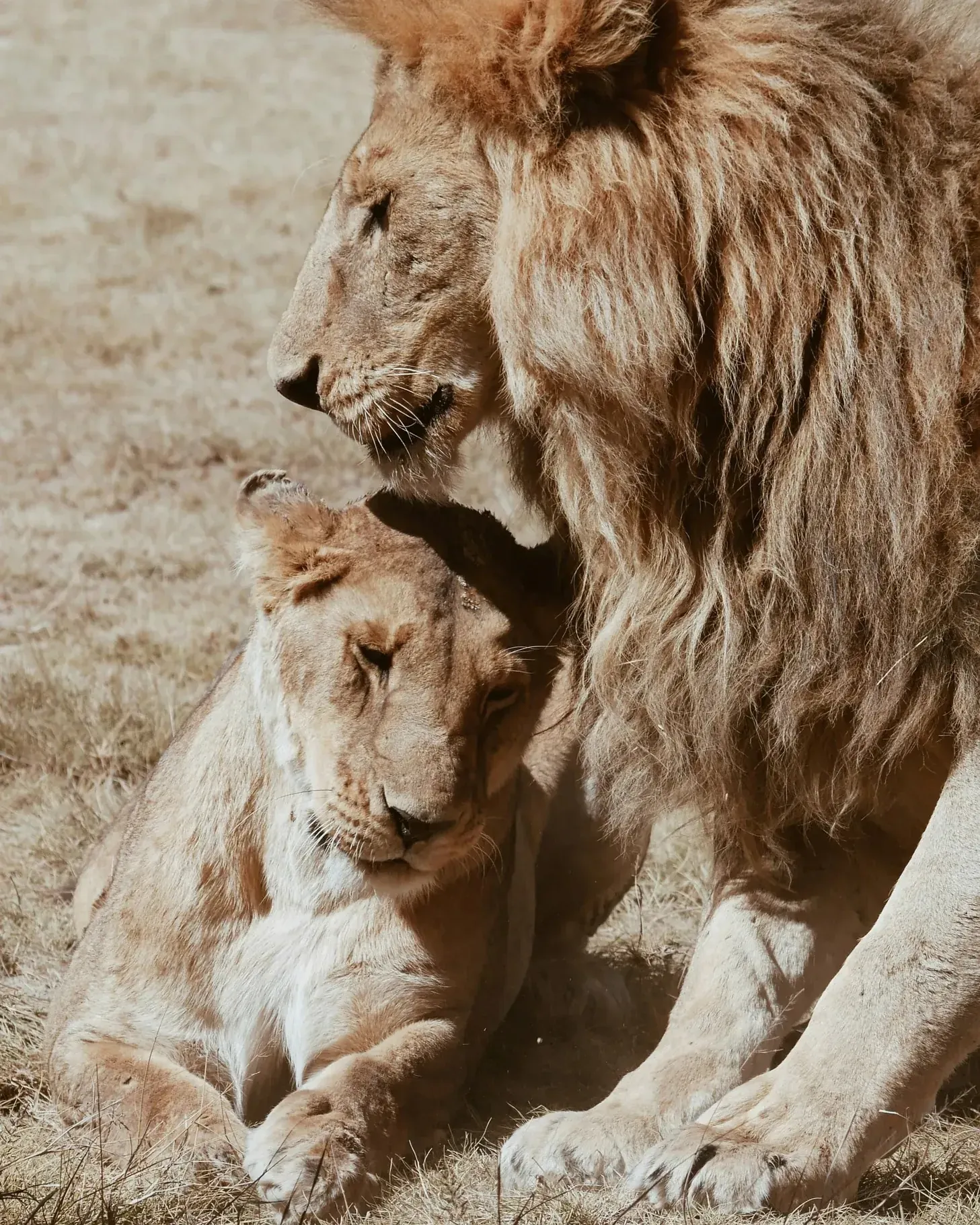Male lion nuzzling the top of a lioness's head as she lies contentedly at his feet on dry ground