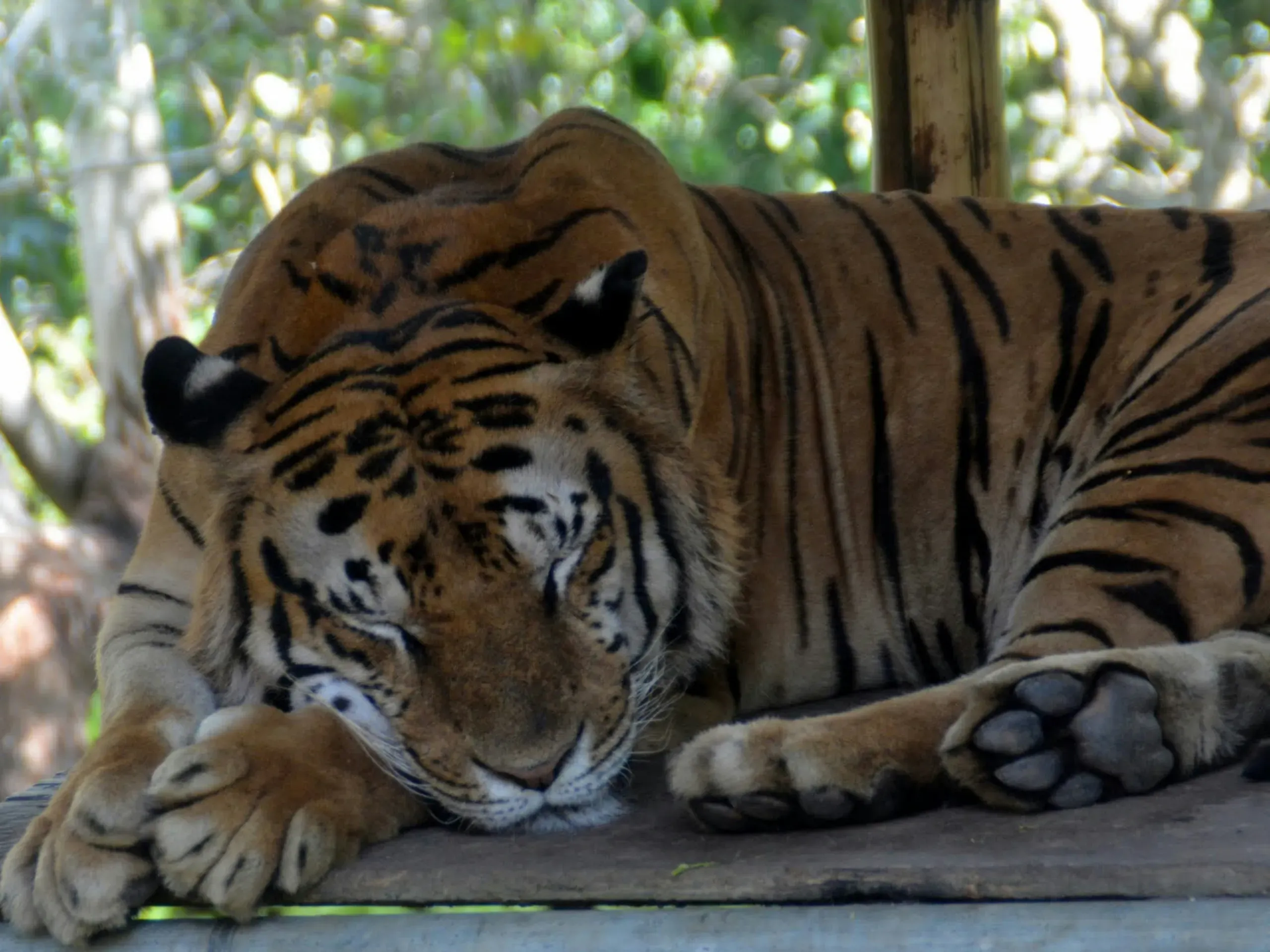 Tiger in Bali, Indonesia
