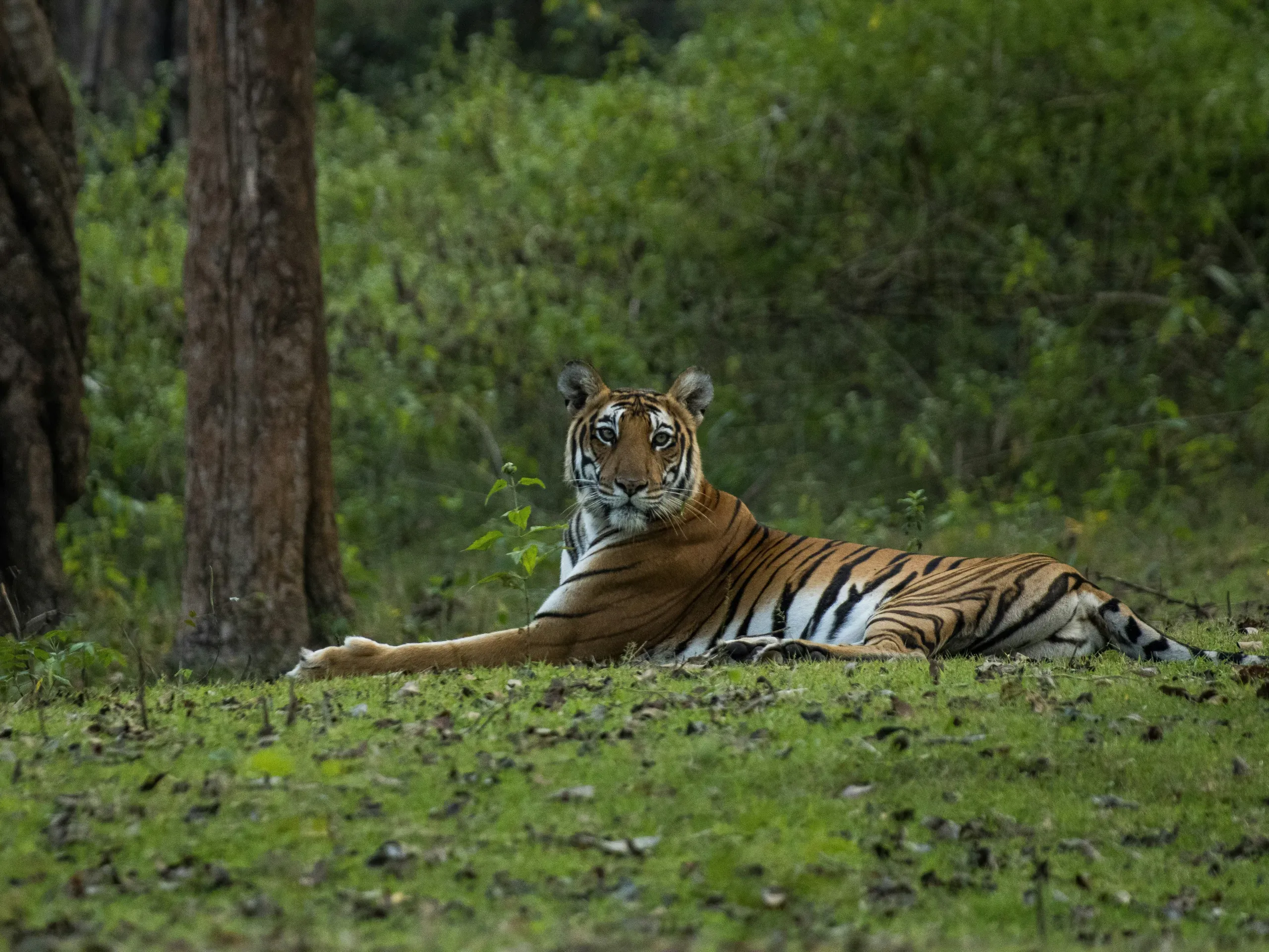 Tiger in Kakanakote Forest, Karnataka, India