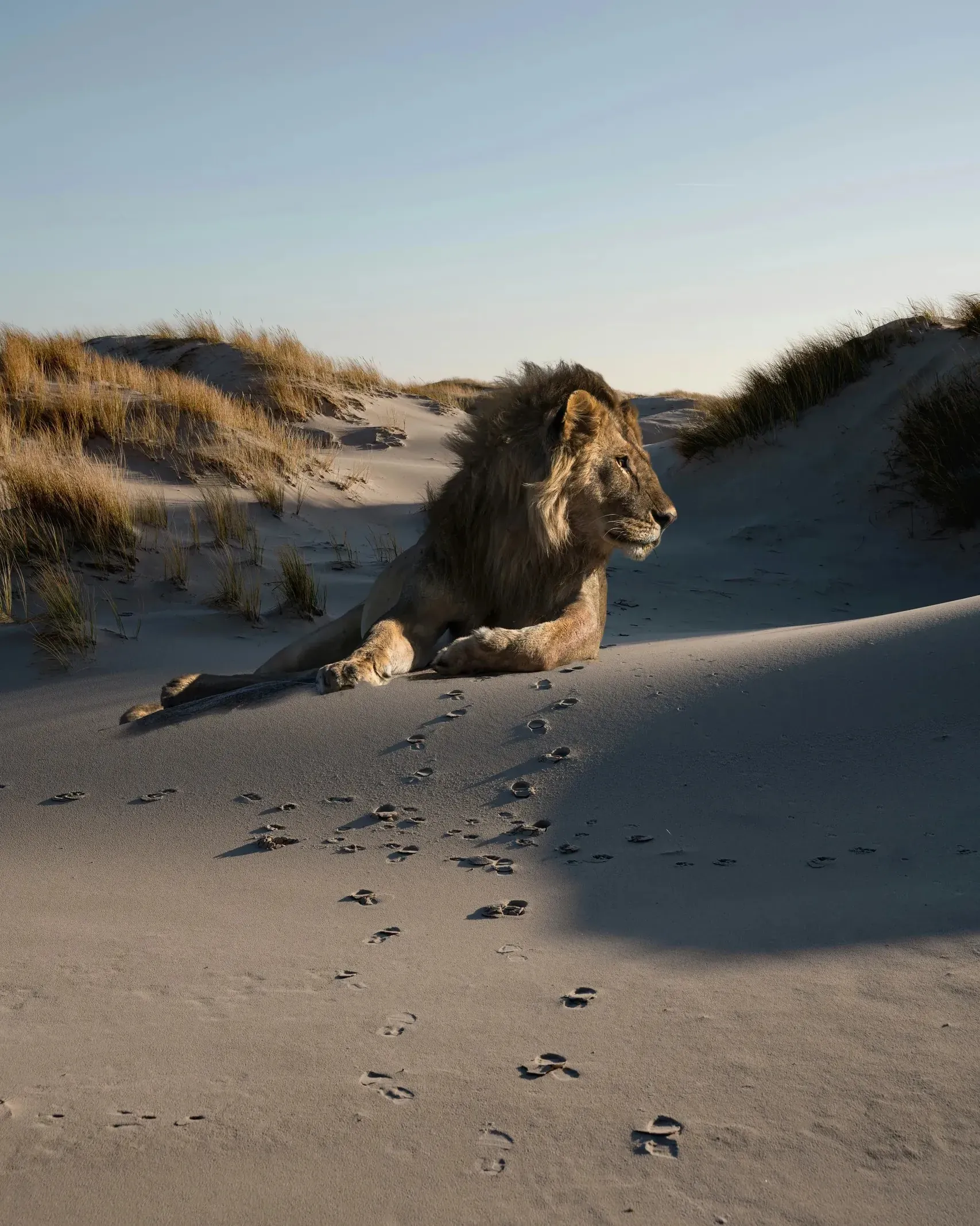 Young male lion resting on white sand dunes at sunset, paw prints trailing into the foreground, tufts of dune grass around him