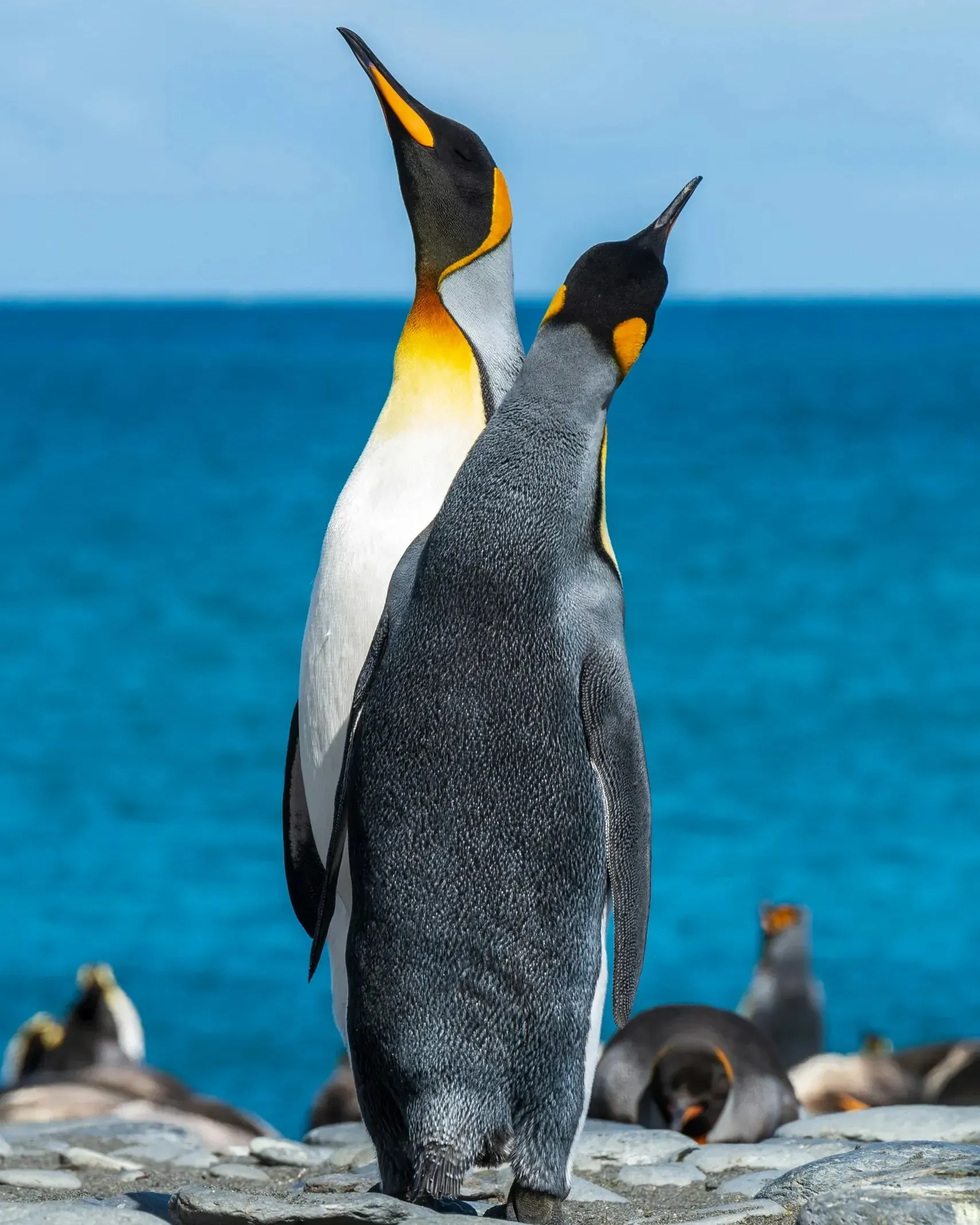 Two king penguins standing side by side pointing their beaks skyward in a trumpeting display, turquoise ocean behind them